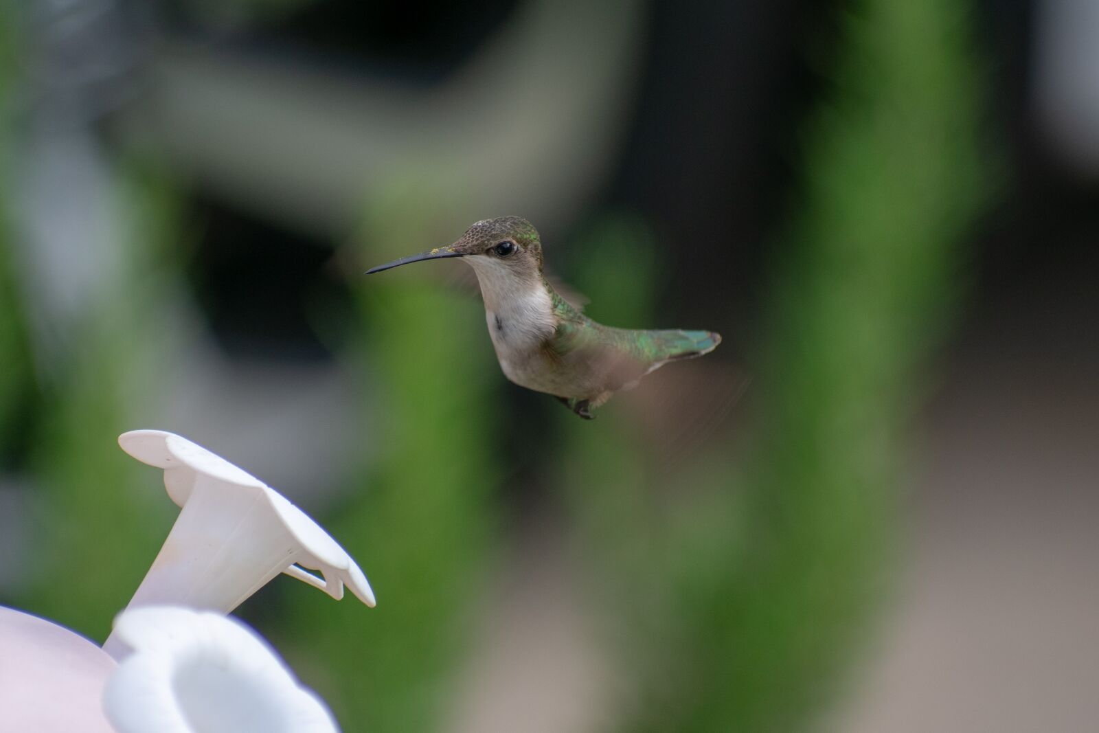 Nikon D3400 sample photo. Bird, nature, hummingbird photography