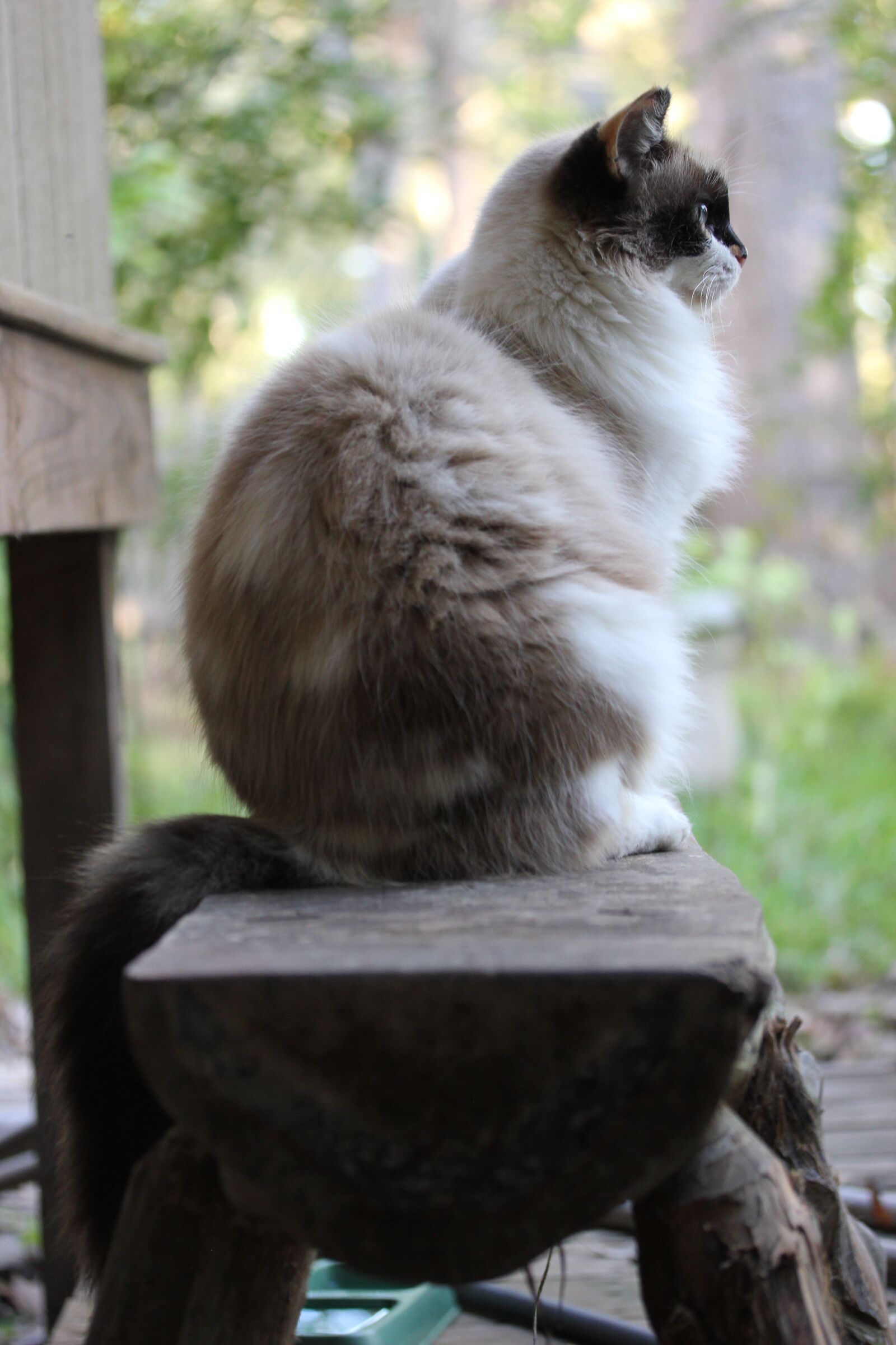 Canon EOS 550D (EOS Rebel T2i / EOS Kiss X4) sample photo. Cat, fluffy cat, female photography