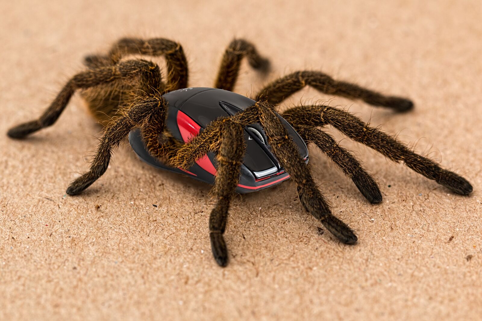 Canon EF 100mm F2.8L Macro IS USM sample photo. Spider, scary, mistake photography