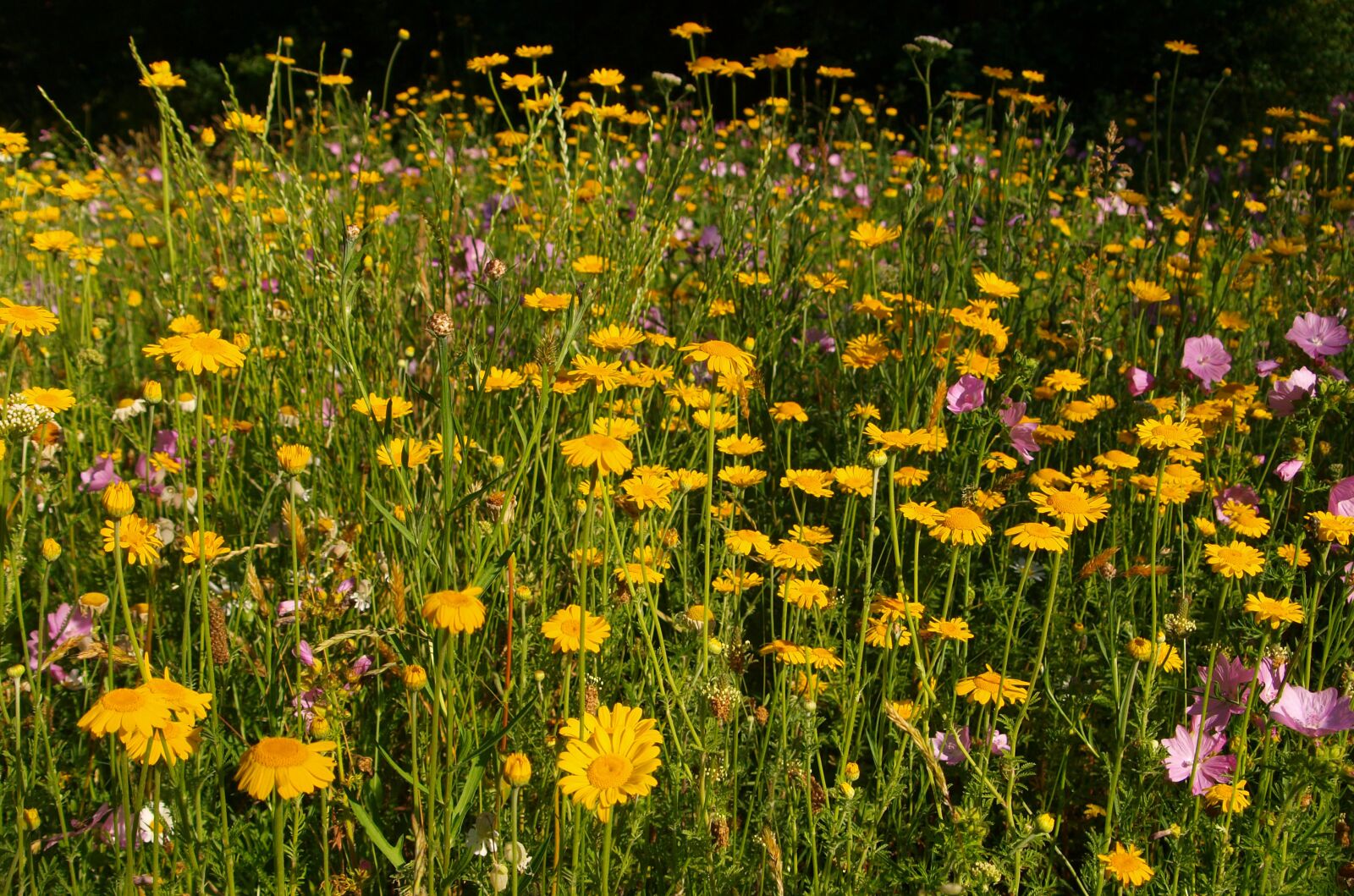 Olympus E-420 (EVOLT E-420) sample photo. Wild flowers, spring, flower photography