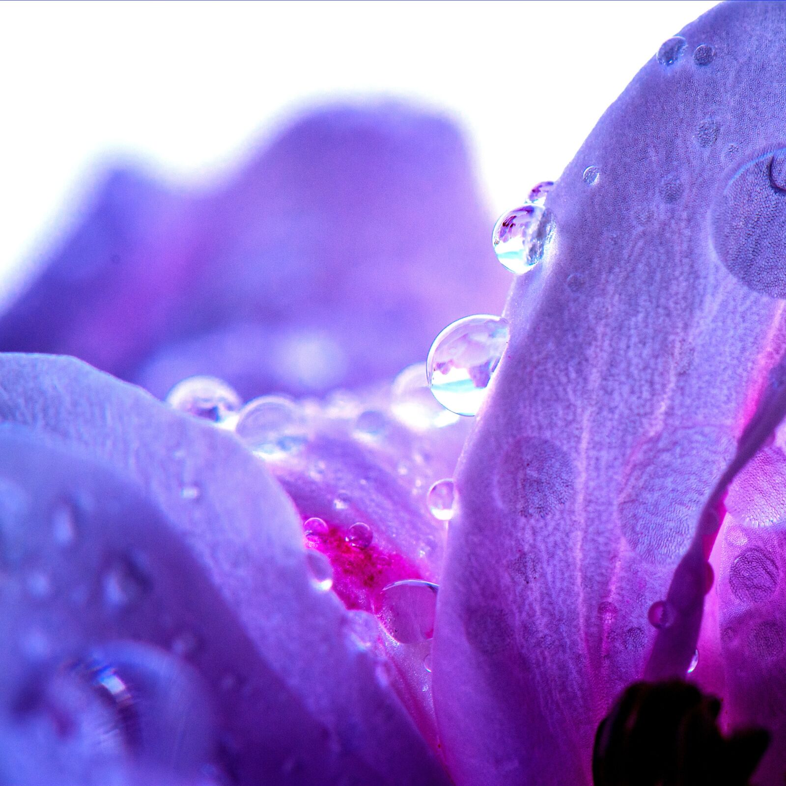 Nikon D5200 sample photo. Nature, flower, plant photography