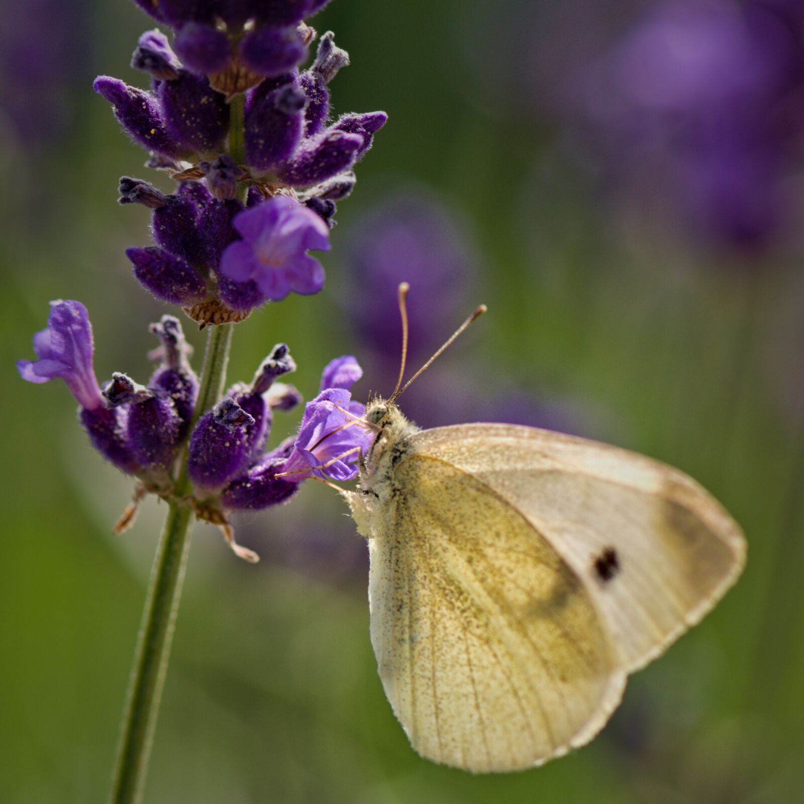 Nikon D5500 sample photo. Nature, butterfly, flower photography