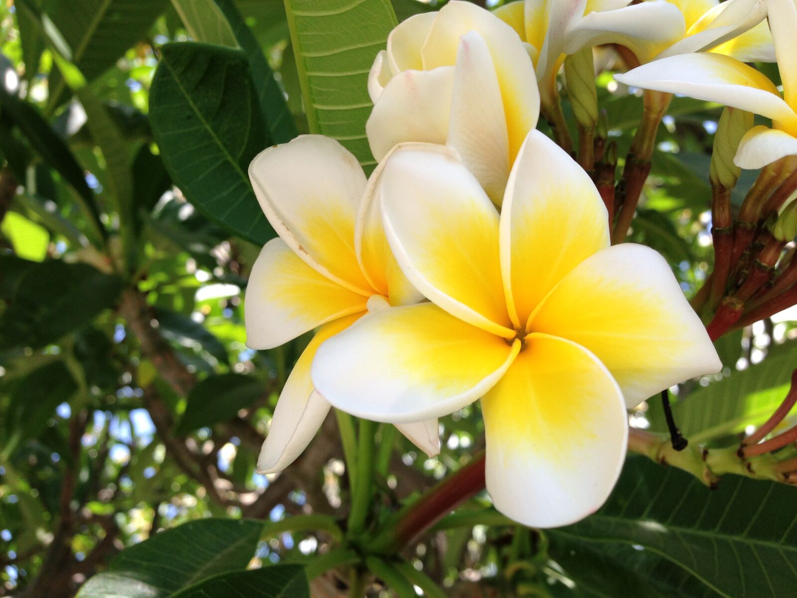 Apple iPhone 5 sample photo. Yellow flower, garden, girne photography