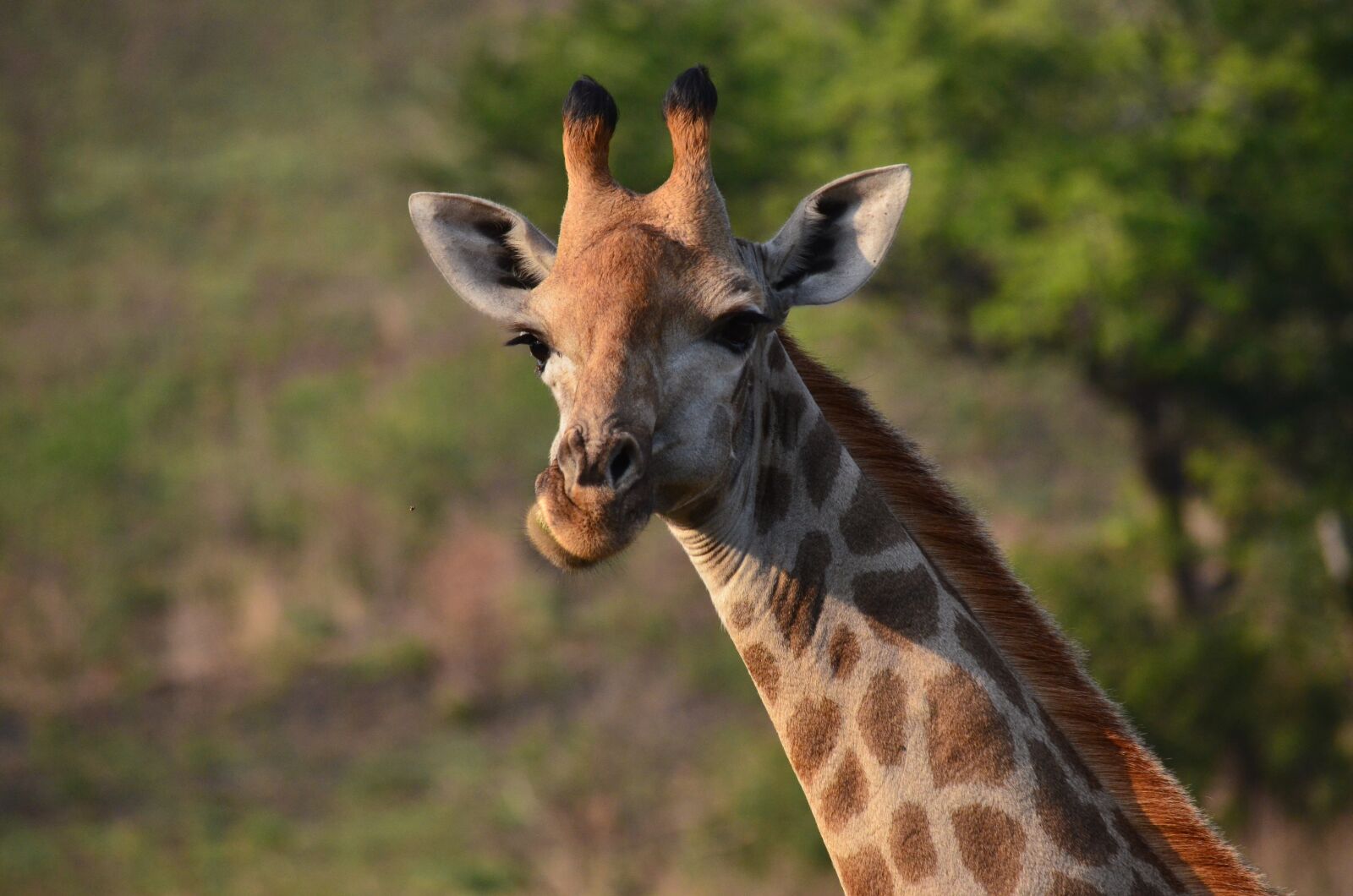 Nikon D7000 sample photo. Giraffe, africa, savannah photography
