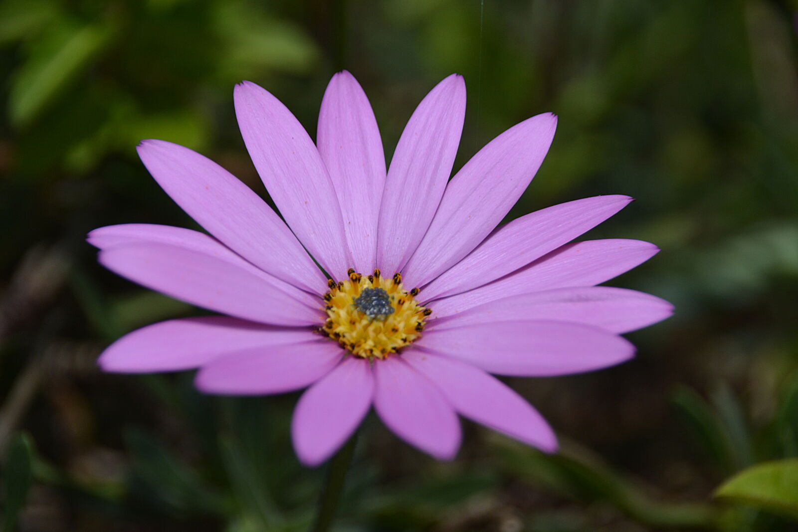 Nikon D5200 + Sigma 18-250mm F3.5-6.3 DC Macro OS HSM sample photo. Purple, petal, flower photography