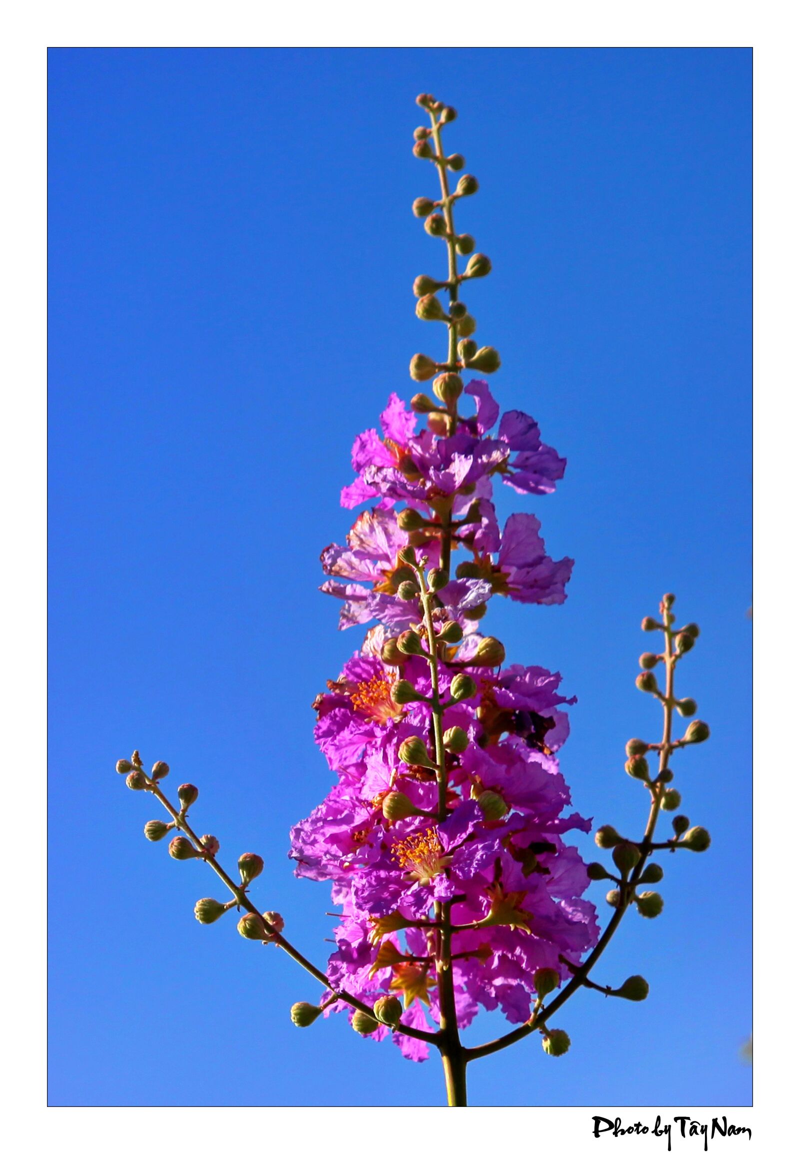 Canon EOS 5D Mark II sample photo. Flower, purple flowers, bang photography