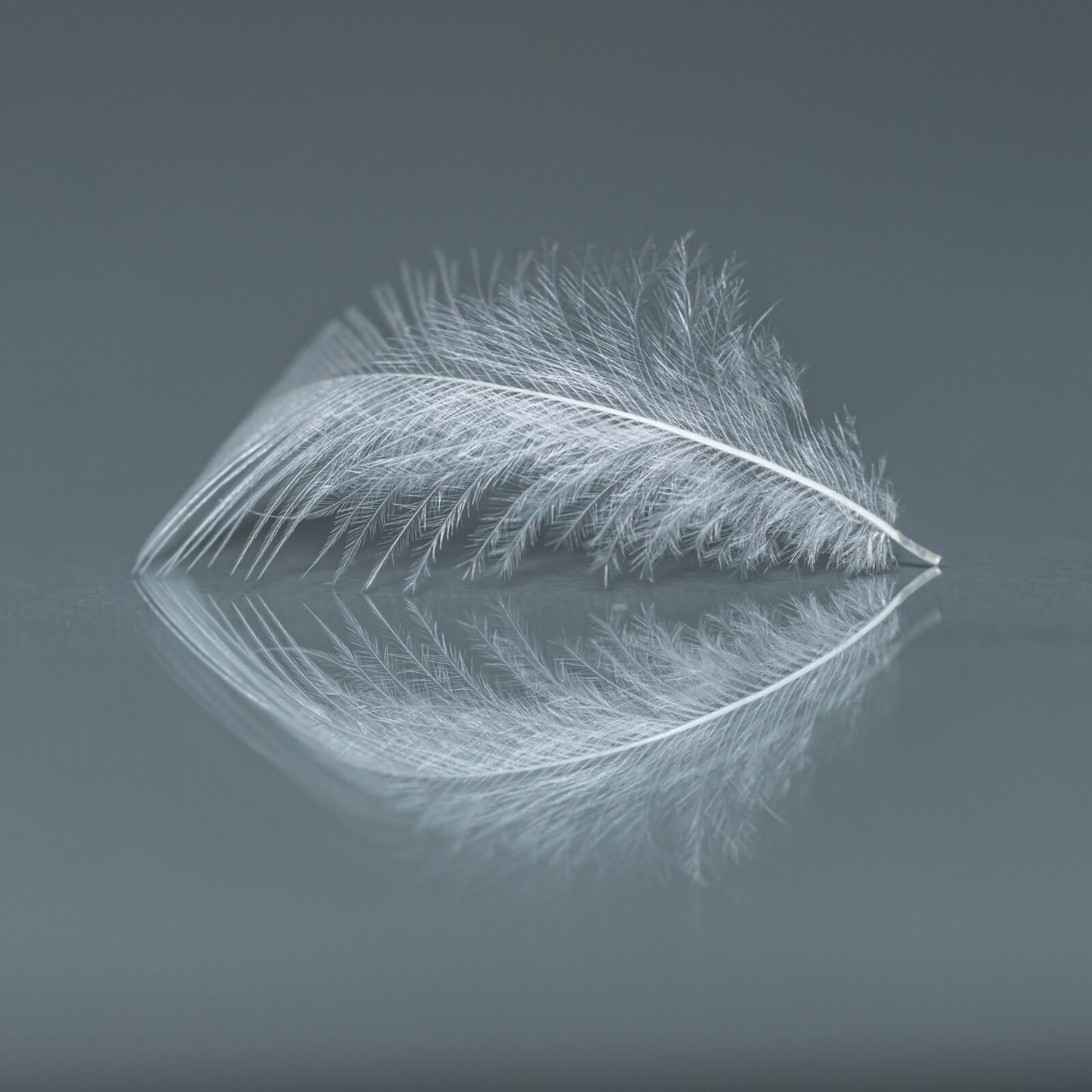 Nikon D850 sample photo. Plumule, feather, soft photography