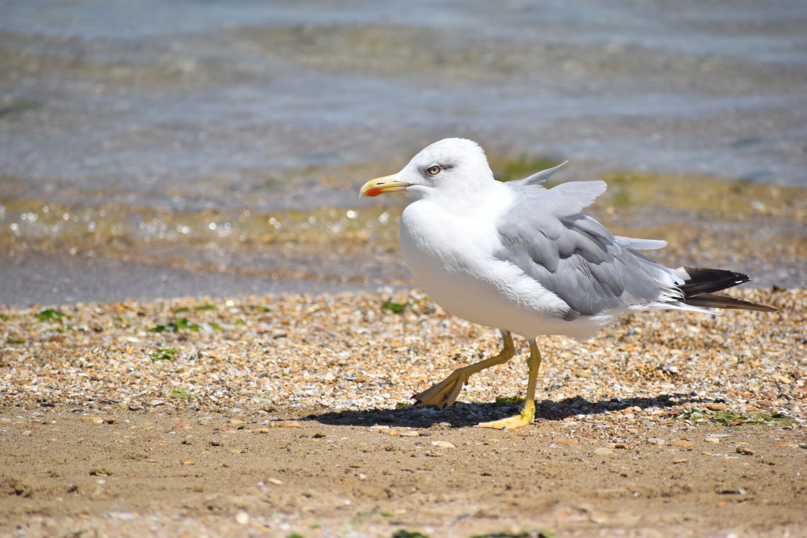 Nikon D5600 sample photo. Seagull, gull, sand photography