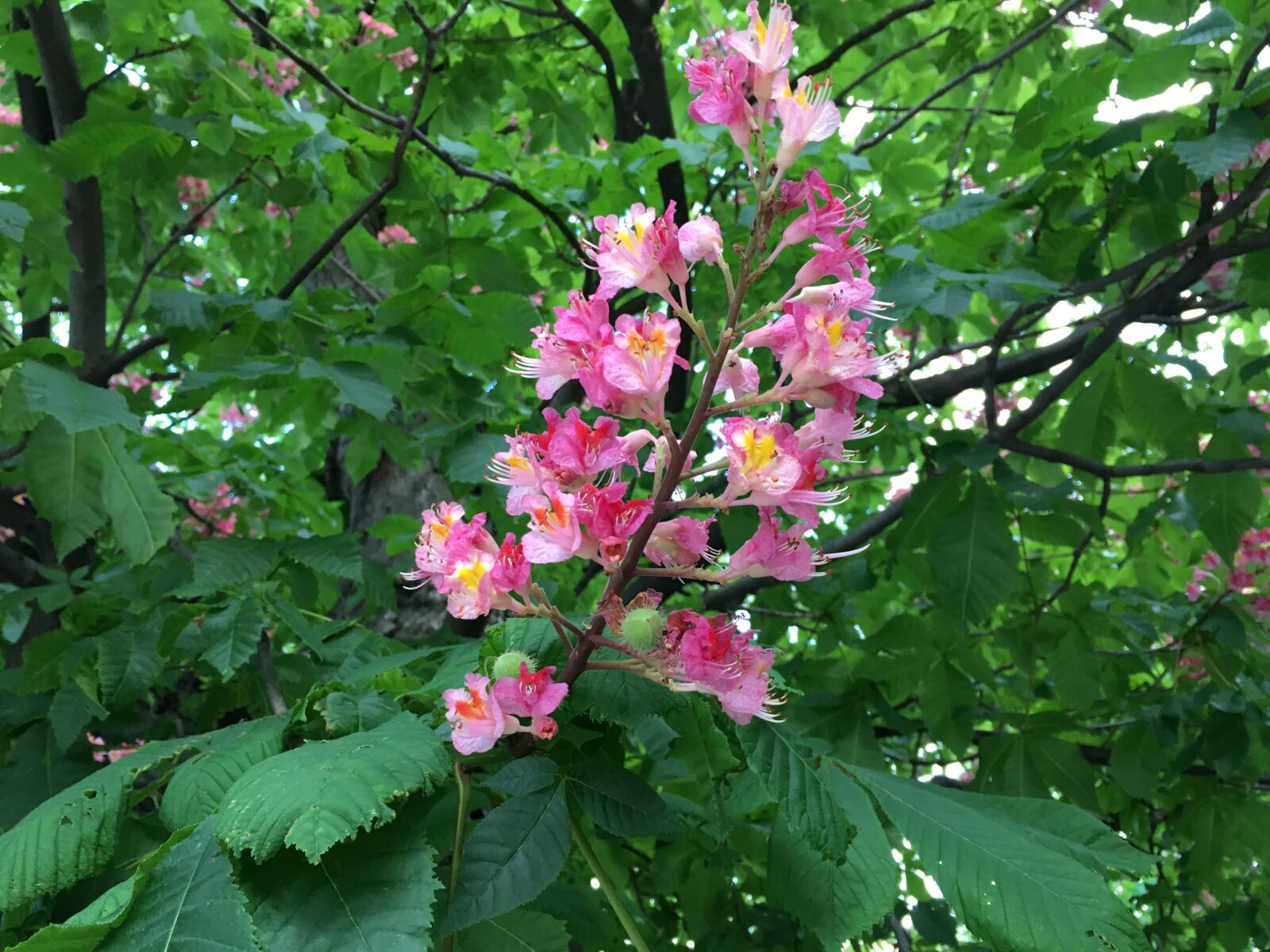 Apple iPhone 6s sample photo. Blossom, bloom, tree photography