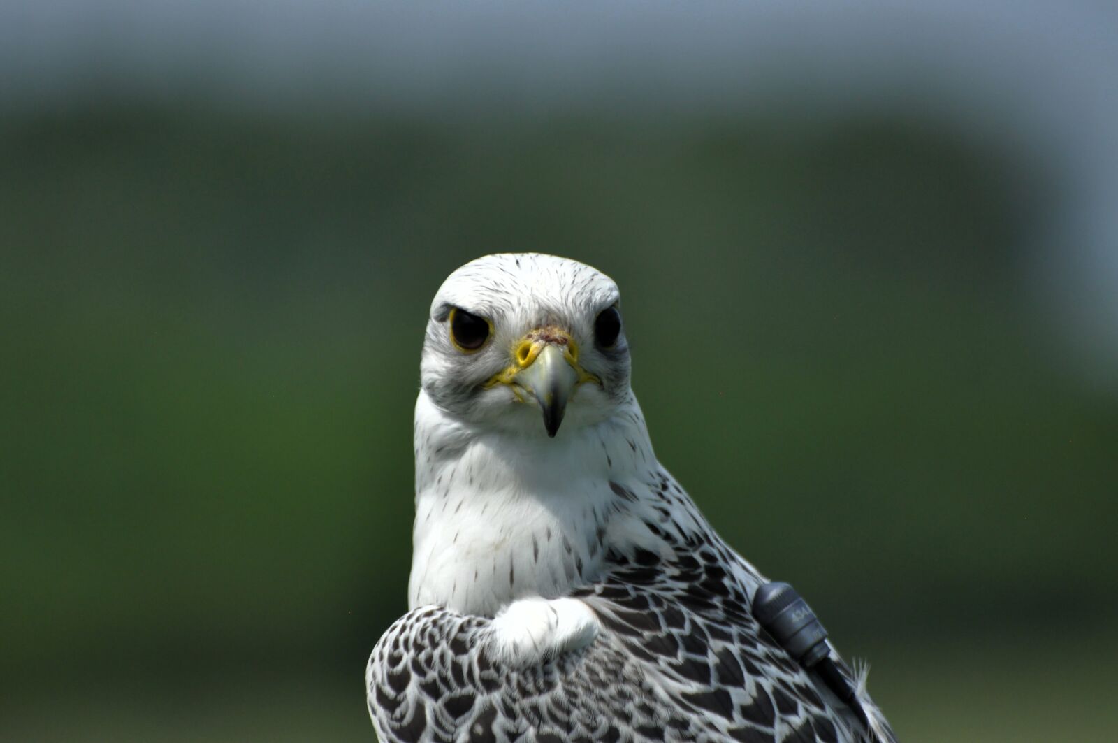 Nikon D90 sample photo. Bird, falcon, animal photography