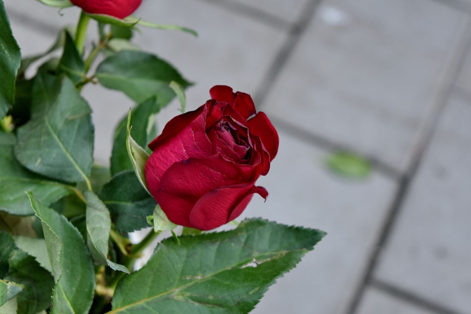 Nikon D5500 sample photo. Petal, bud, rose, flower photography