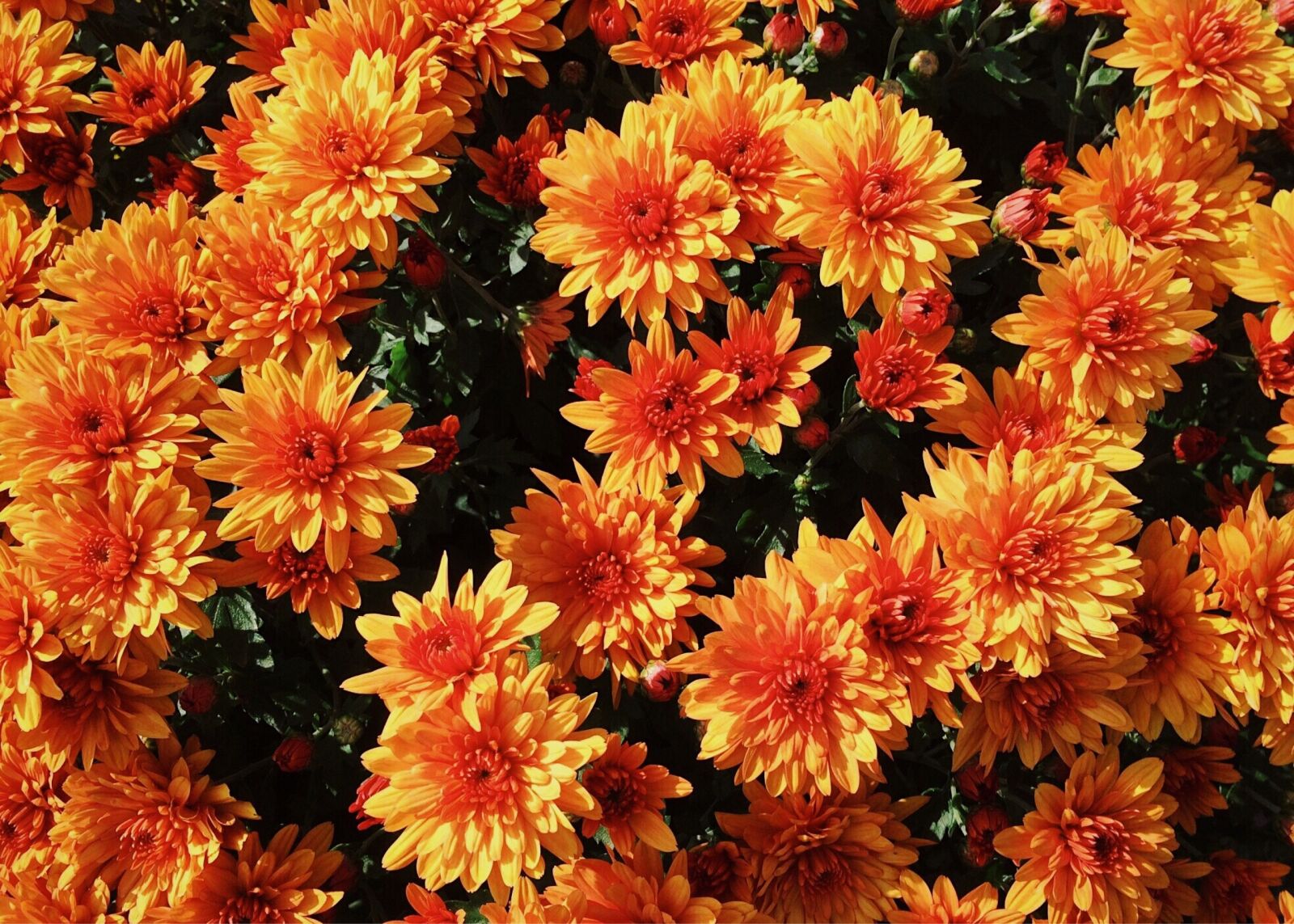 iPhone 5s back camera 4.15mm f/2.2 sample photo. Mums, flowers, fall photography