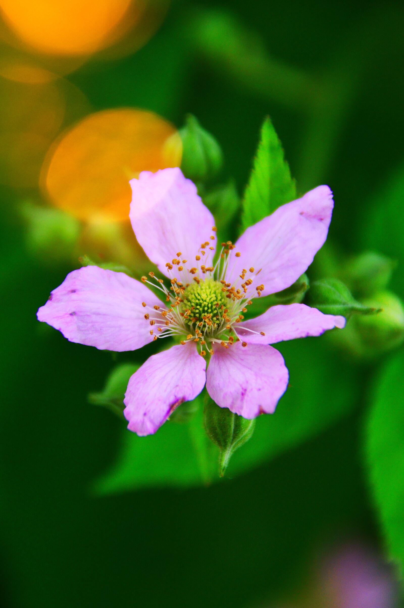 Nikon D3200 sample photo. Blackberry flower, fruit flower photography