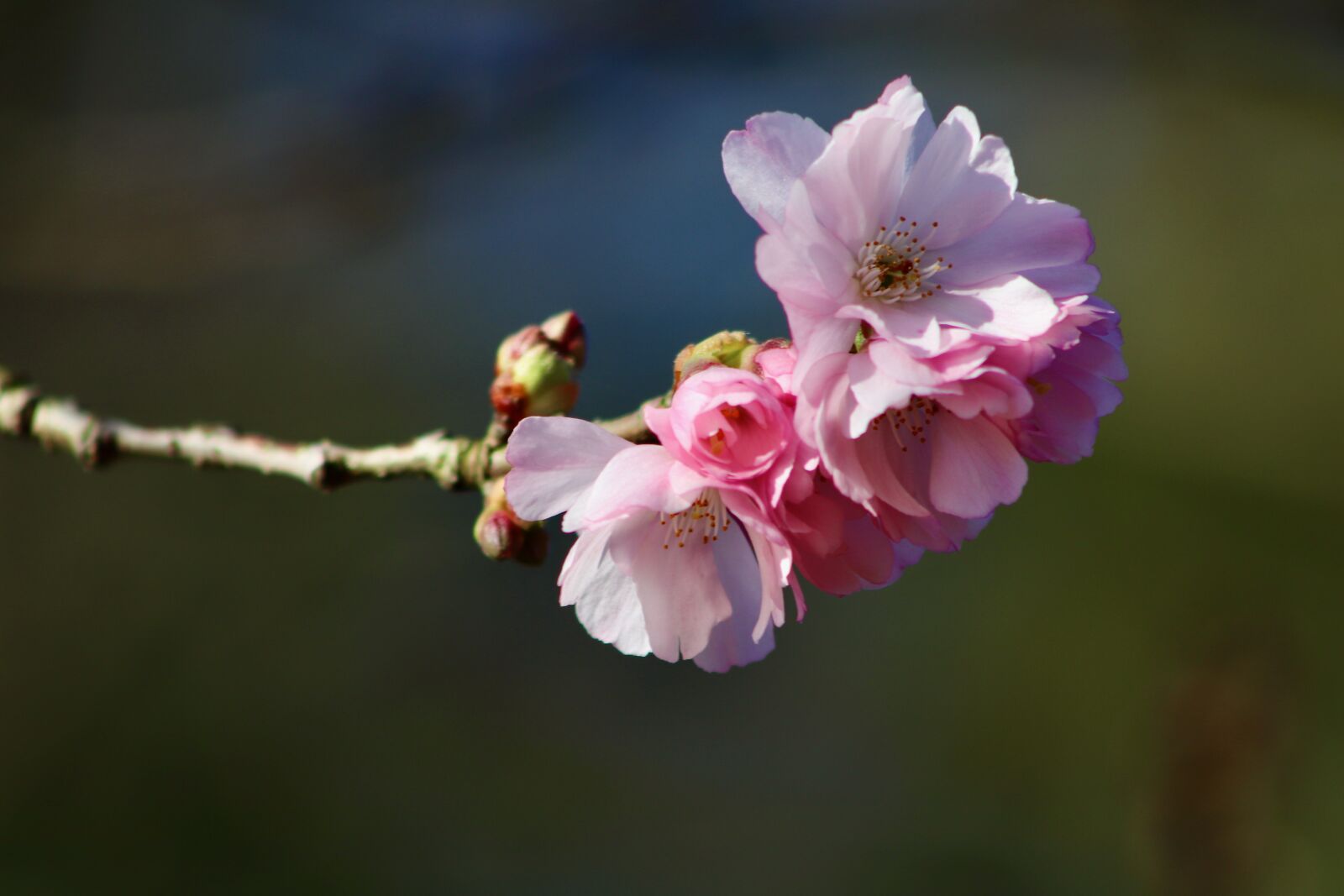 Canon EOS 77D (EOS 9000D / EOS 770D) sample photo. Spring cherry, higankirsche, flowering photography