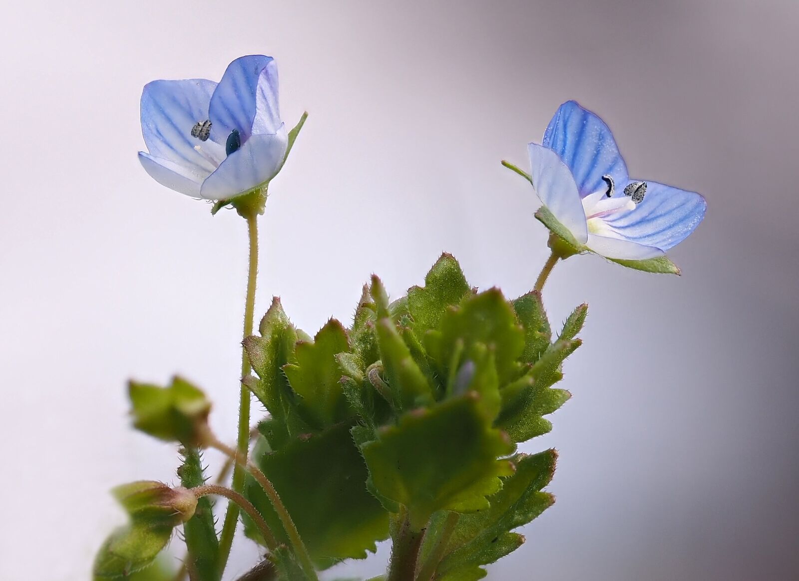 Olympus M.Zuiko Digital ED 60mm F2.8 Macro sample photo. Veronica officinalis, honorary award photography