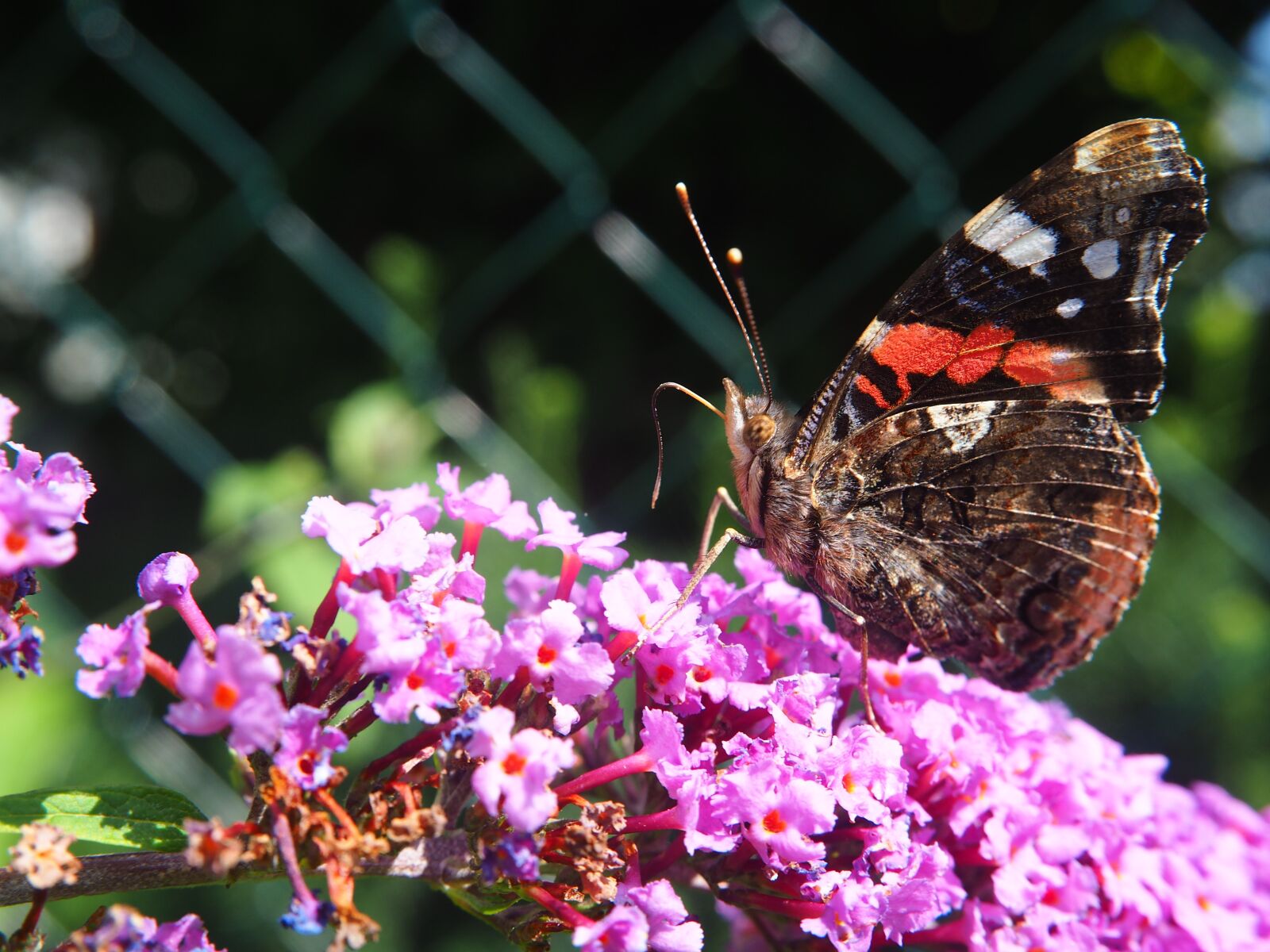 Olympus OM-D E-M10 sample photo. Butterfly, garden, blossom photography
