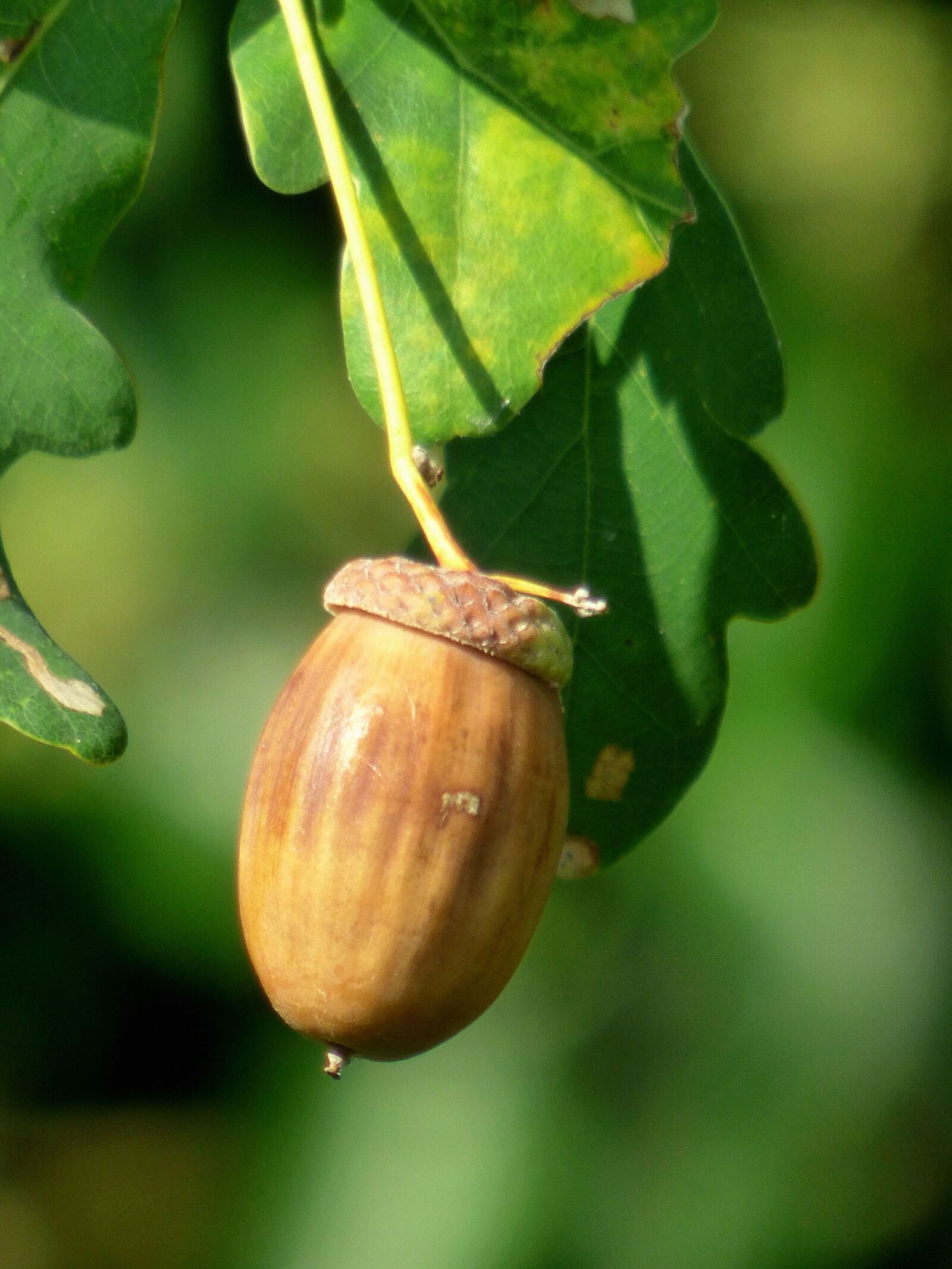 Panasonic DMC-FZ72 sample photo. Acorn, leaves, nature photography