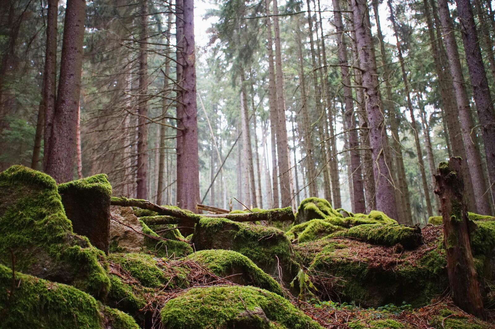 Sony Alpha a5000 (ILCE 5000) sample photo. Stones, moss, forest photography