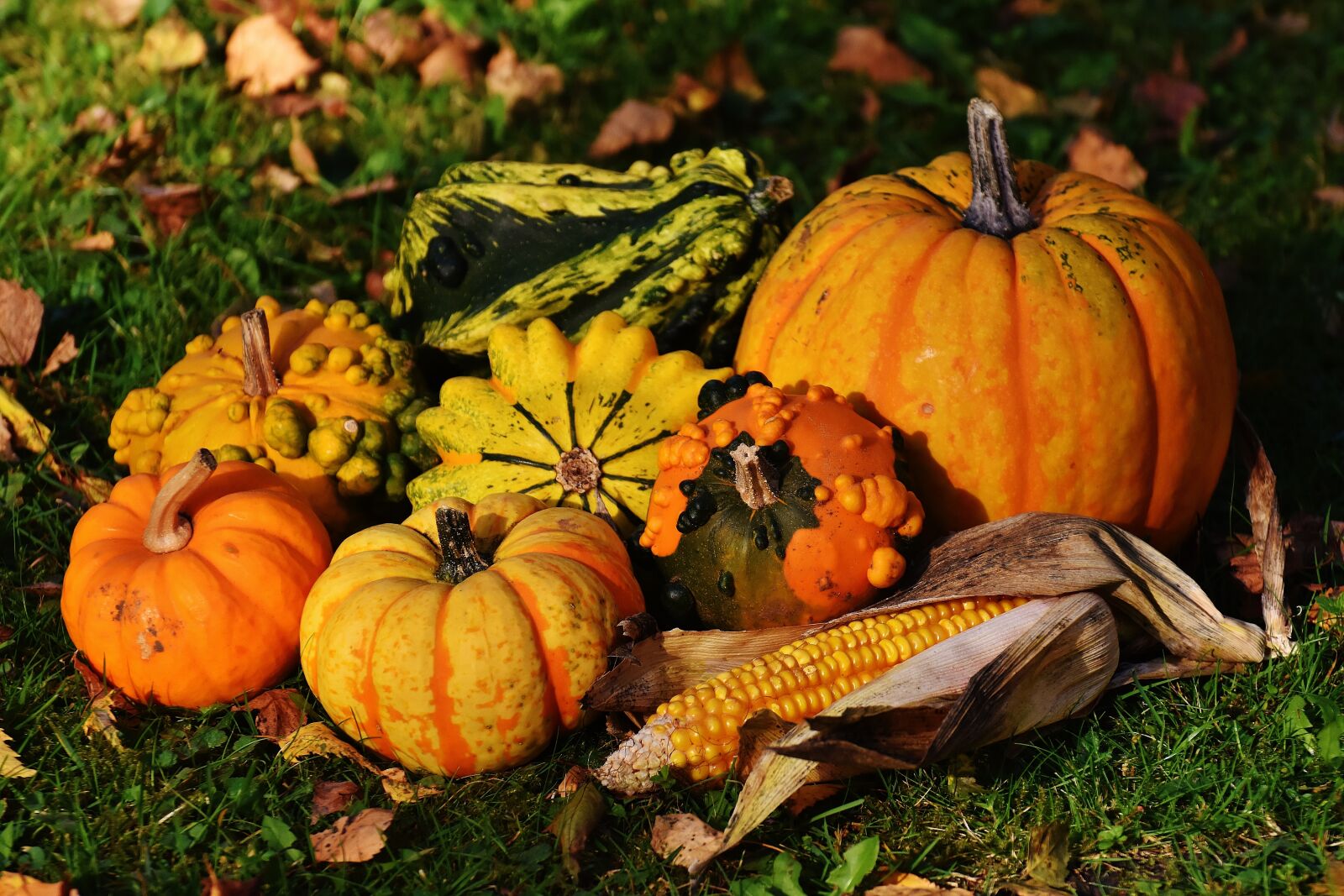 Nikon D7200 sample photo. Pumpkins, decorative squashes, nature photography