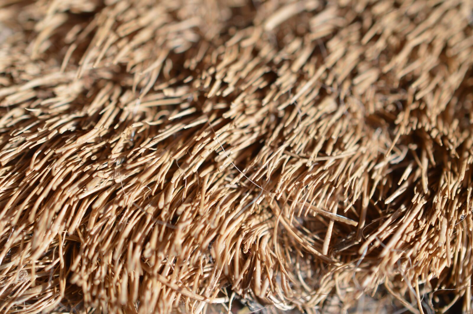 Nikon D3200 sample photo. Texture, macro, pattern photography