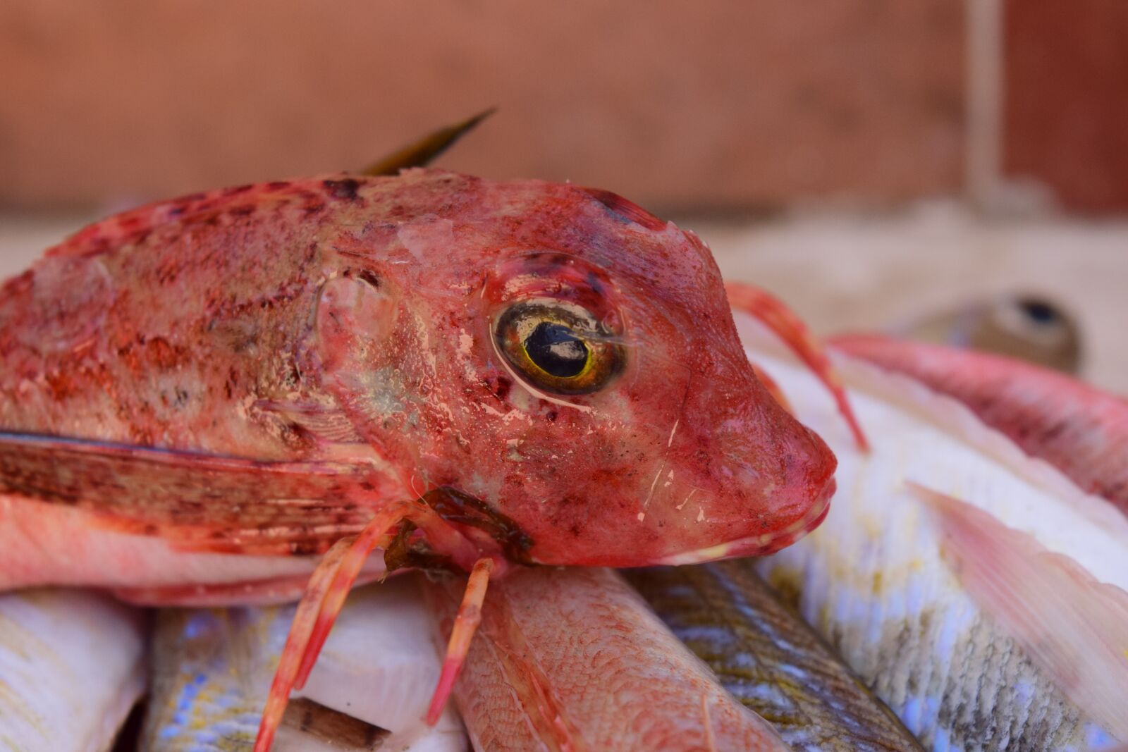 Nikon D3300 sample photo. Fish, fresh, fish market photography