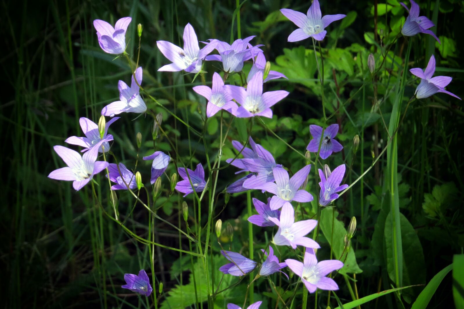 Canon PowerShot SX50 HS sample photo. Flower, bellflower, meadow photography