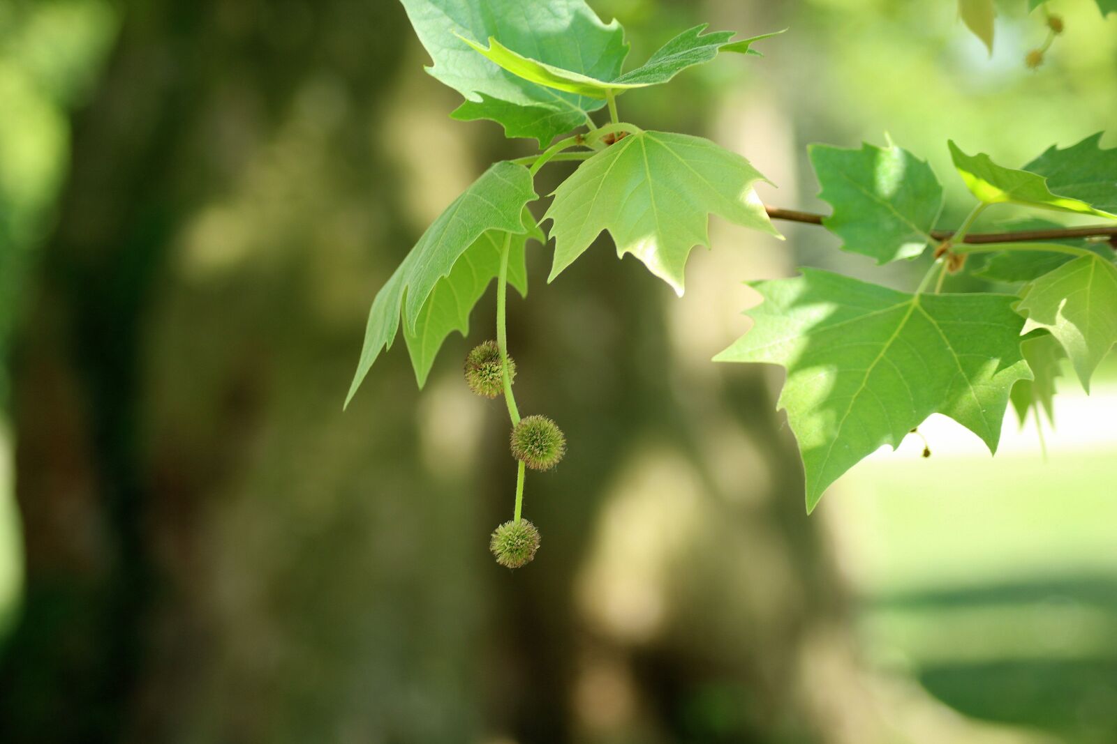 Canon EOS 1200D (EOS Rebel T5 / EOS Kiss X70 / EOS Hi) sample photo. Platanus, platan klonolistny, fruit photography