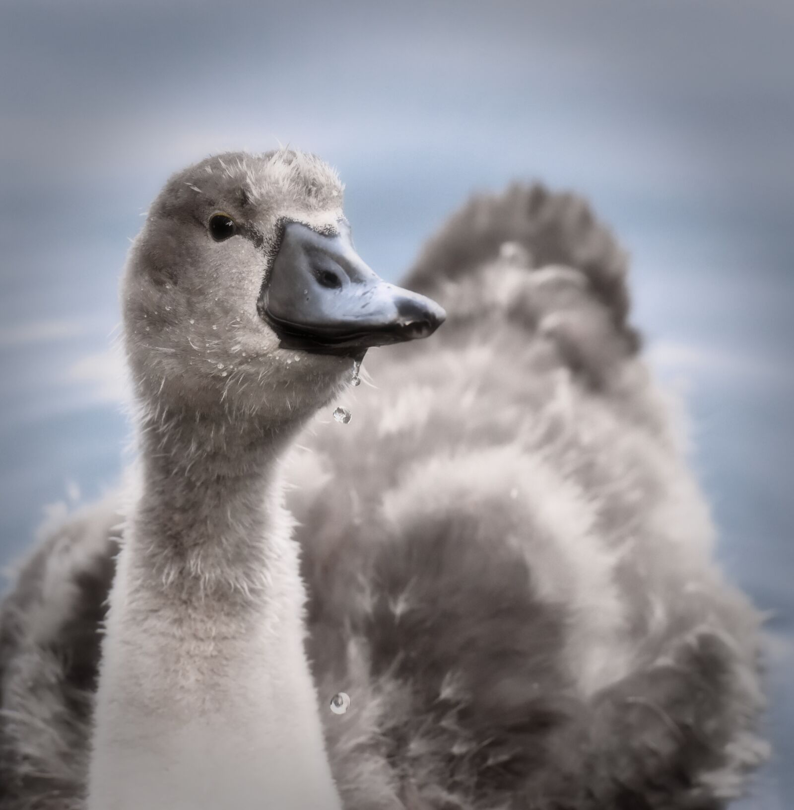 Nikon D7200 sample photo. Swan, young, young animal photography