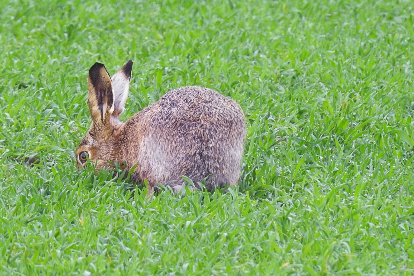 Nikon Coolpix P900 sample photo. Hare, long eared, nature photography