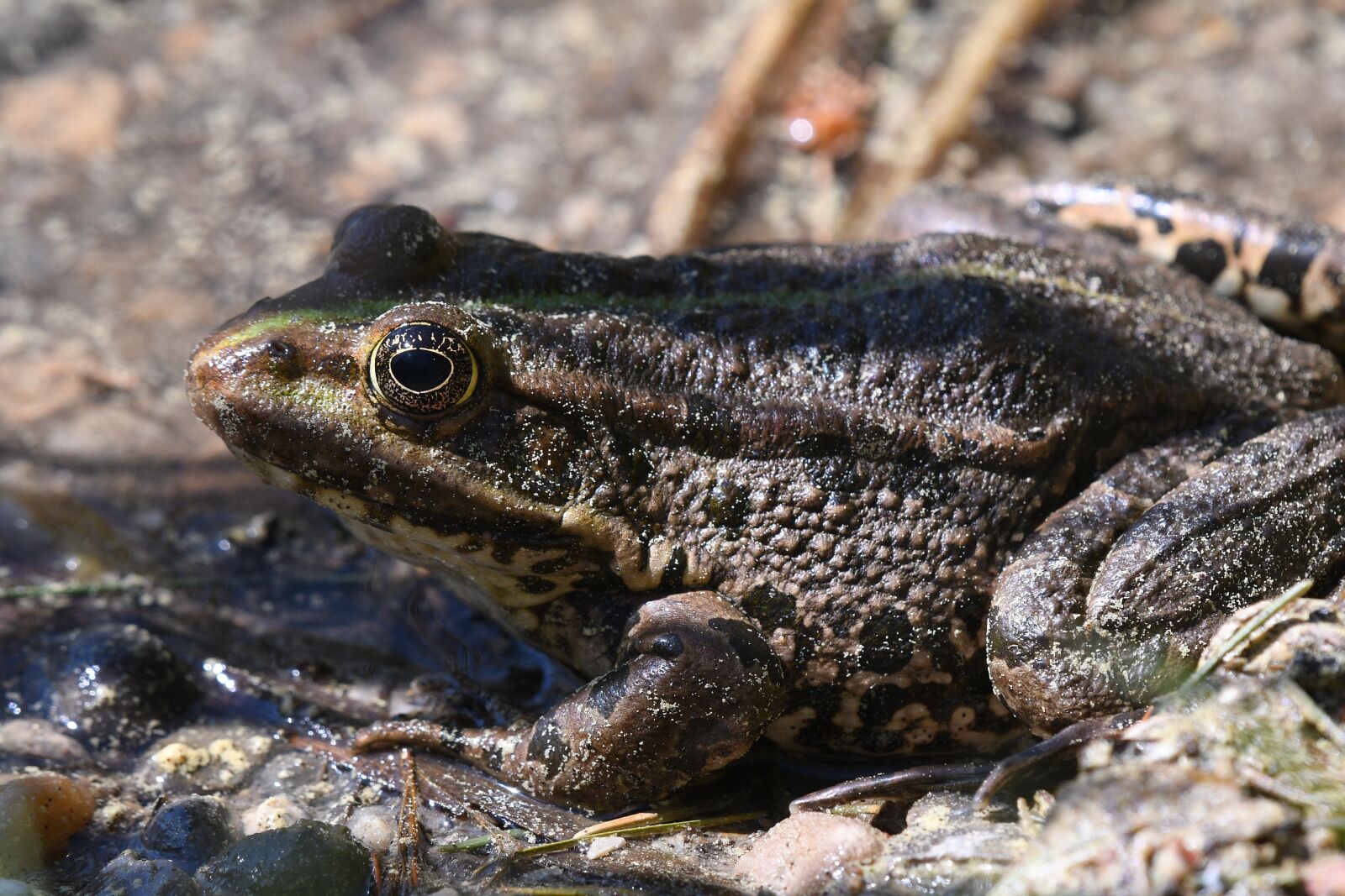 Nikon D500 sample photo. Frog, amphibian, nature photography