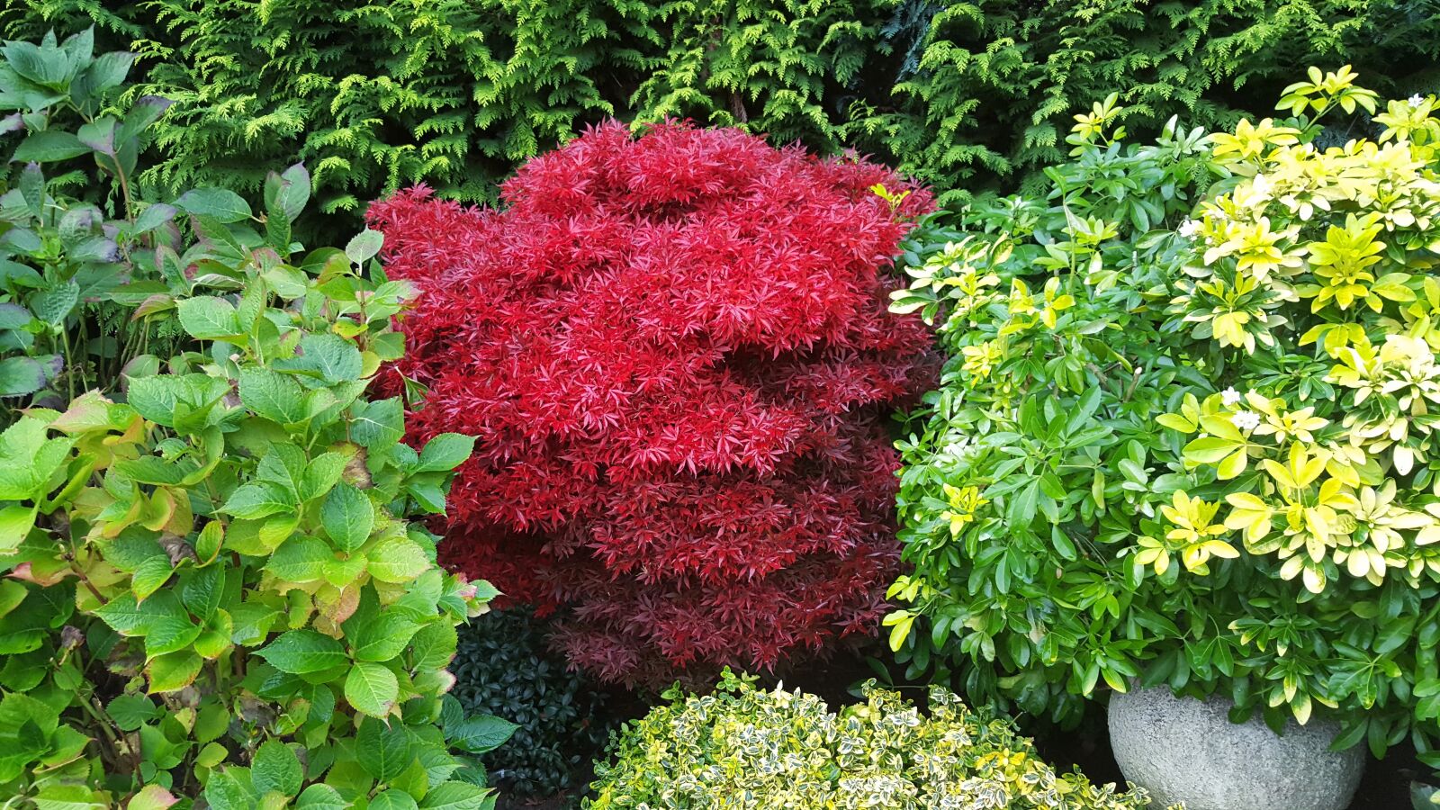 Samsung Galaxy S6 sample photo. Scarlet, japanese maple, october photography