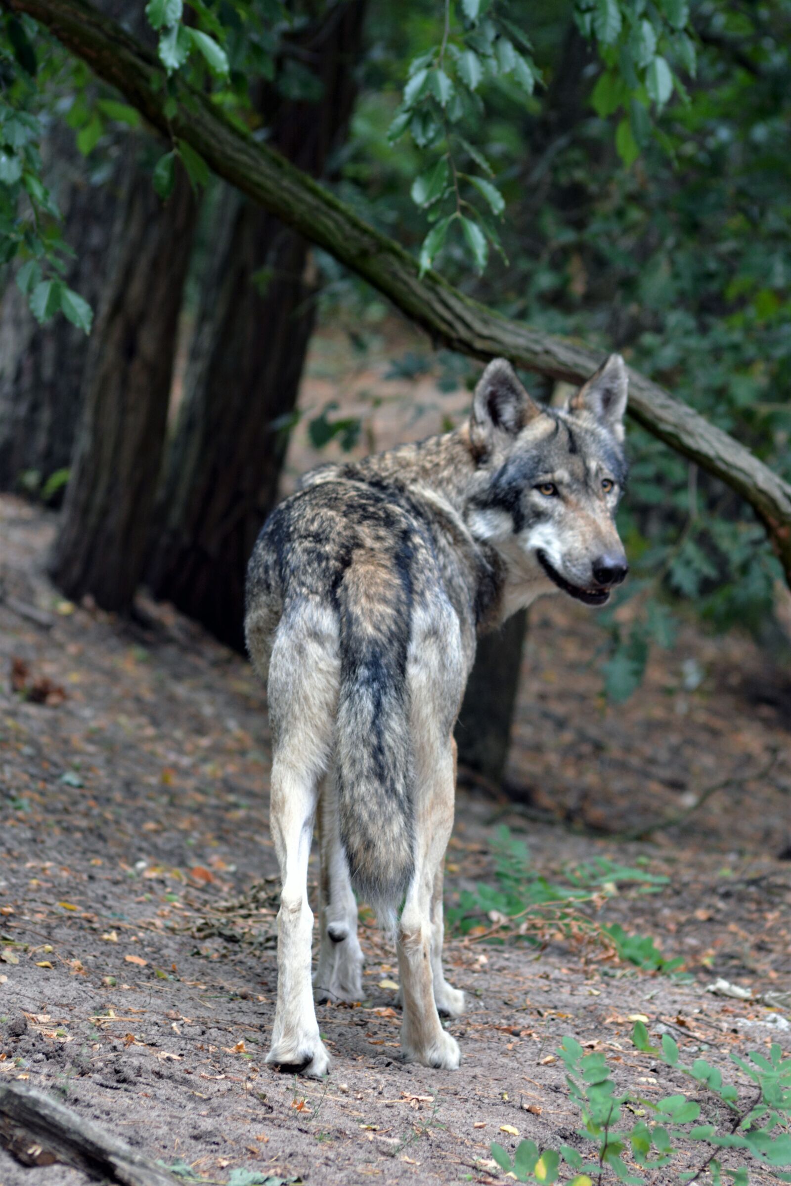 Nikon D5200 sample photo. Wolf, close up, forest photography