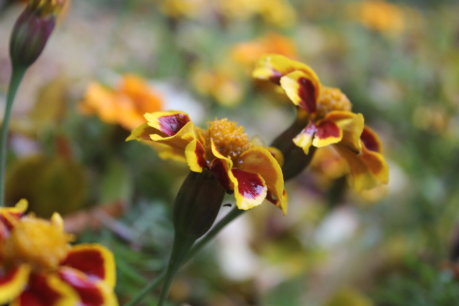 Canon EOS 600D (Rebel EOS T3i / EOS Kiss X5) sample photo. Flower, nature, natural photography