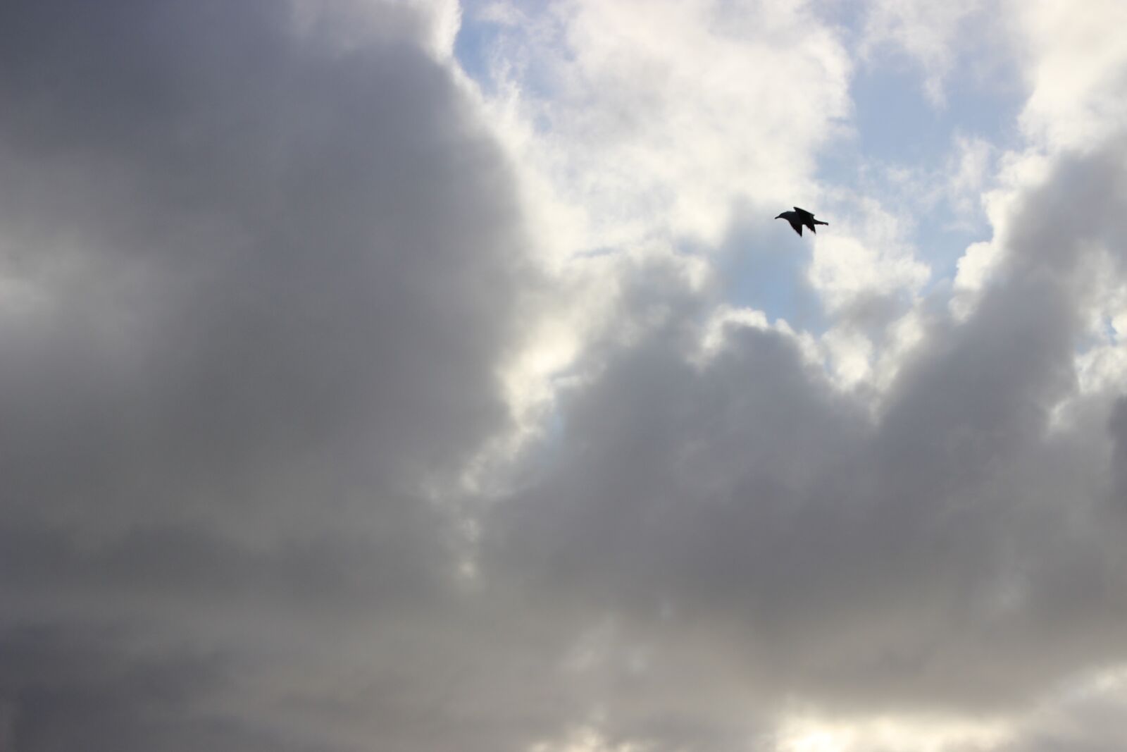 Canon EOS 600D (Rebel EOS T3i / EOS Kiss X5) + Canon EF-S 18-55mm F3.5-5.6 IS II sample photo. Bird, beach, chile photography