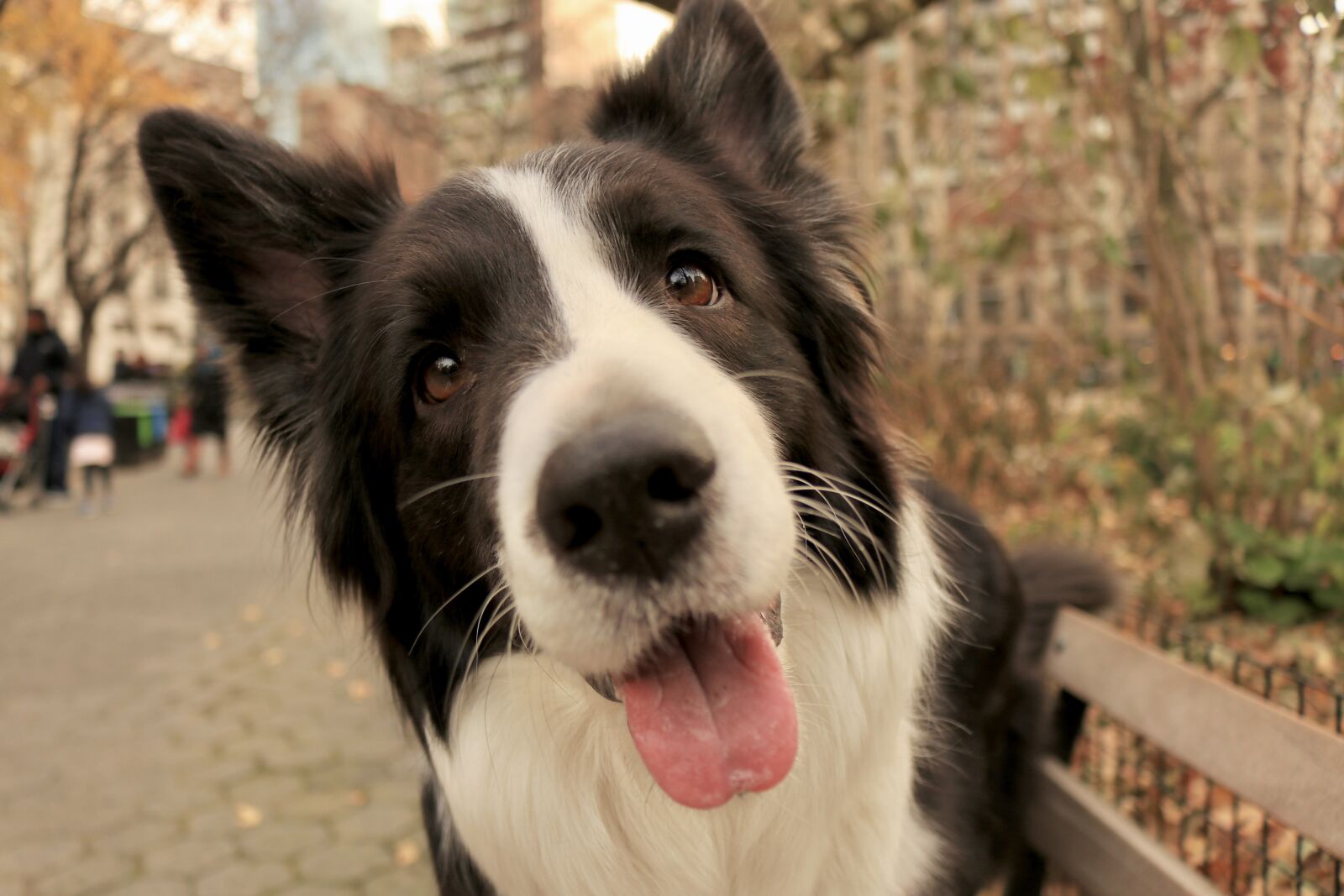 Canon EOS 80D sample photo. Dog, puppy, border collie photography