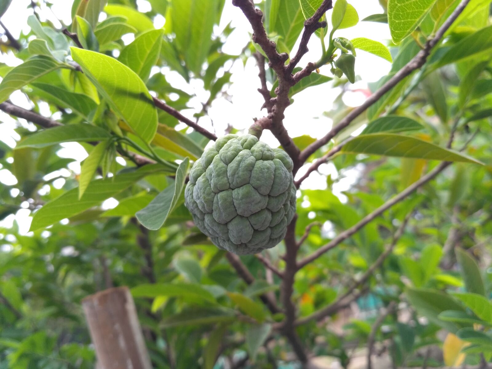 Xiaomi Redmi 3S sample photo. Sugar apple, nature, fruit photography