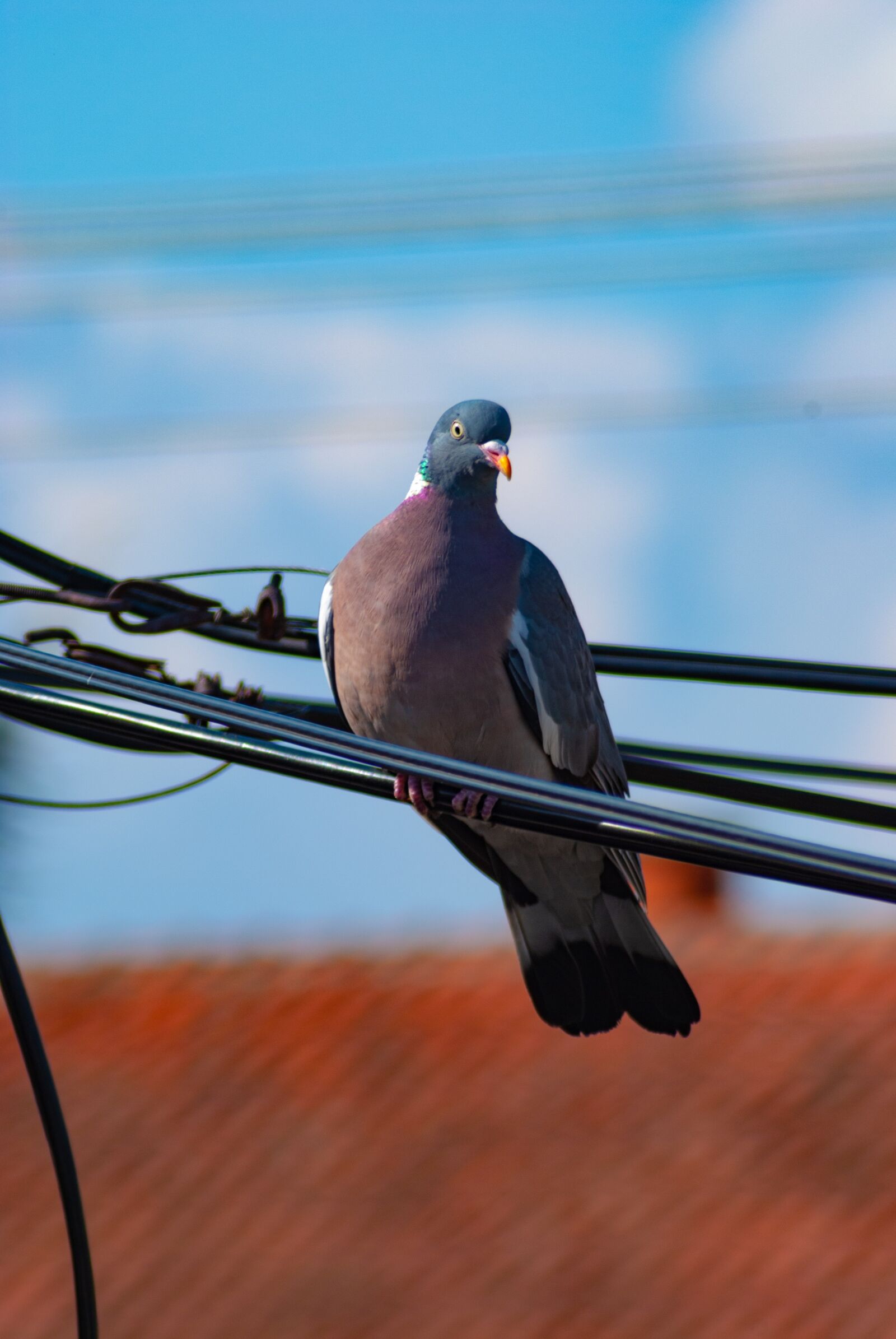 Nikon D60 sample photo. Bird, pigeon, animal photography