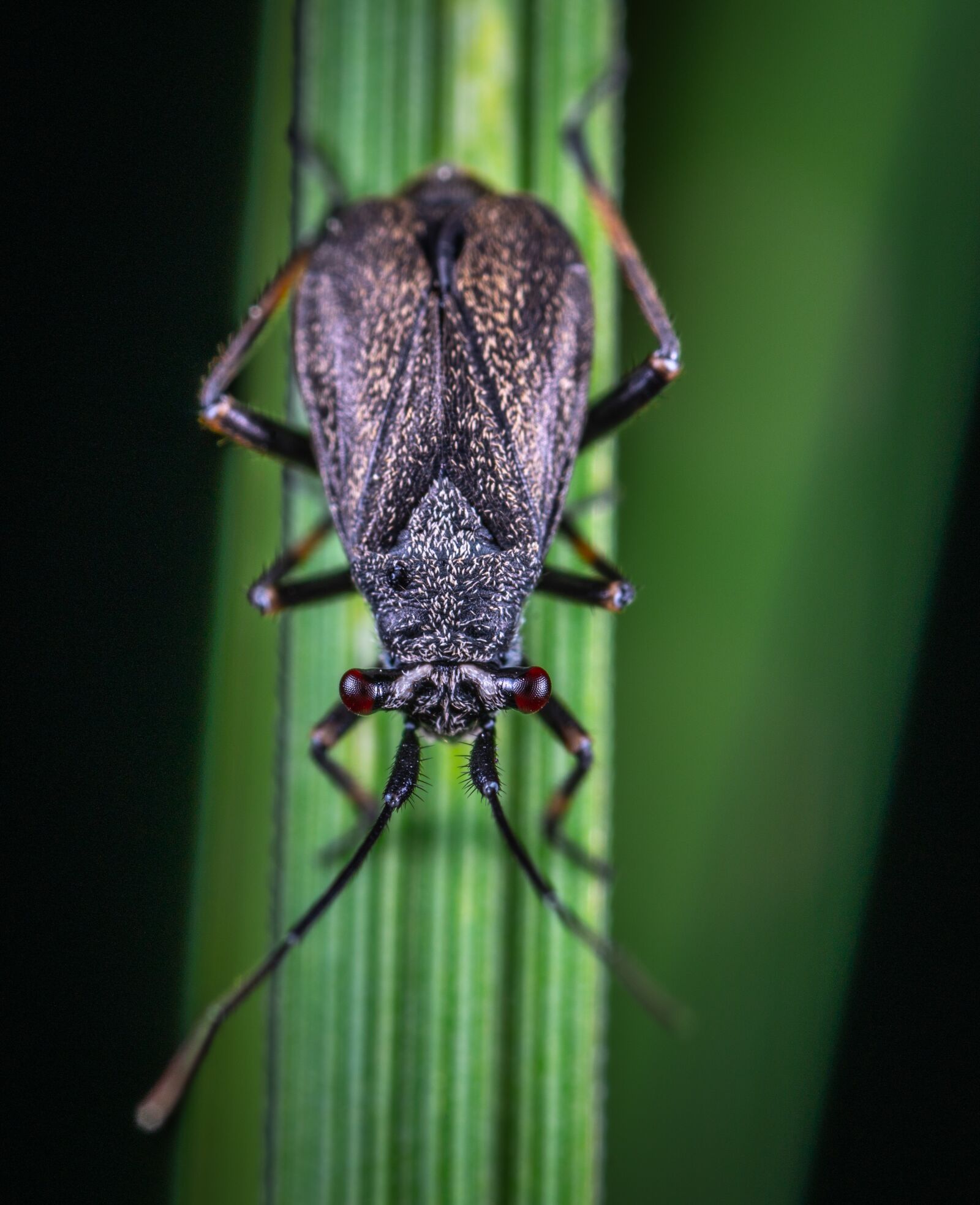 Sony a7R II sample photo. Macro, insect, nymph photography