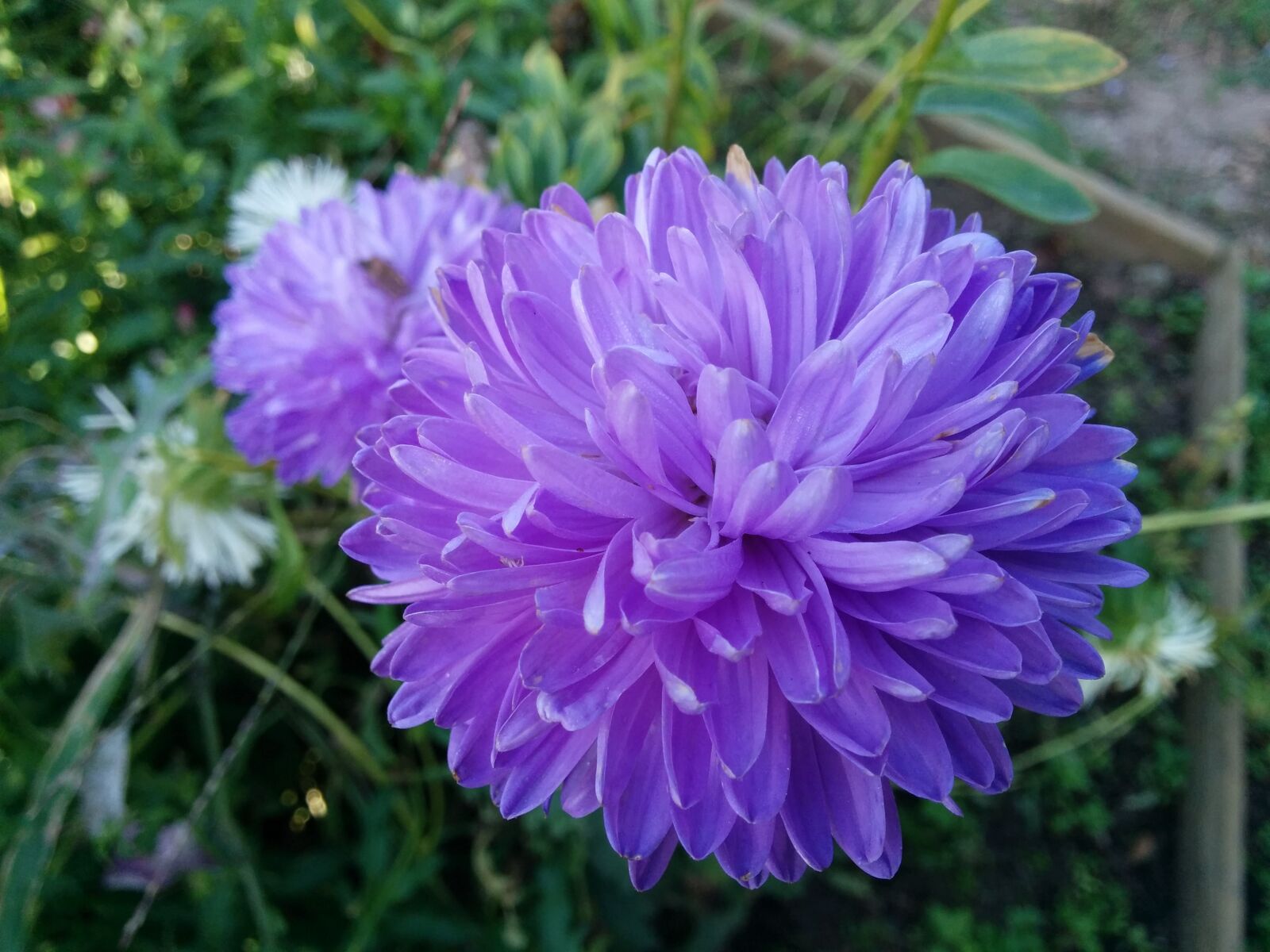 LG Nexus 5 sample photo. Garden, flowers, astra photography