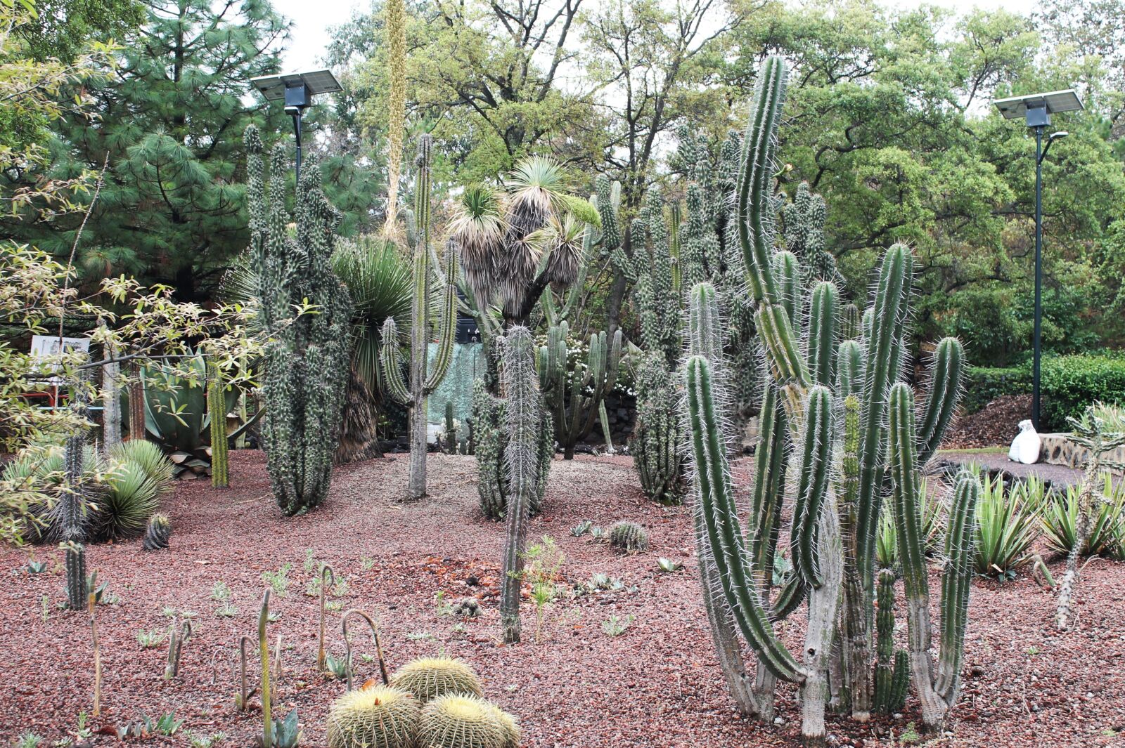Canon EOS 1100D (EOS Rebel T3 / EOS Kiss X50) sample photo. Cactaceae, plant, nature photography