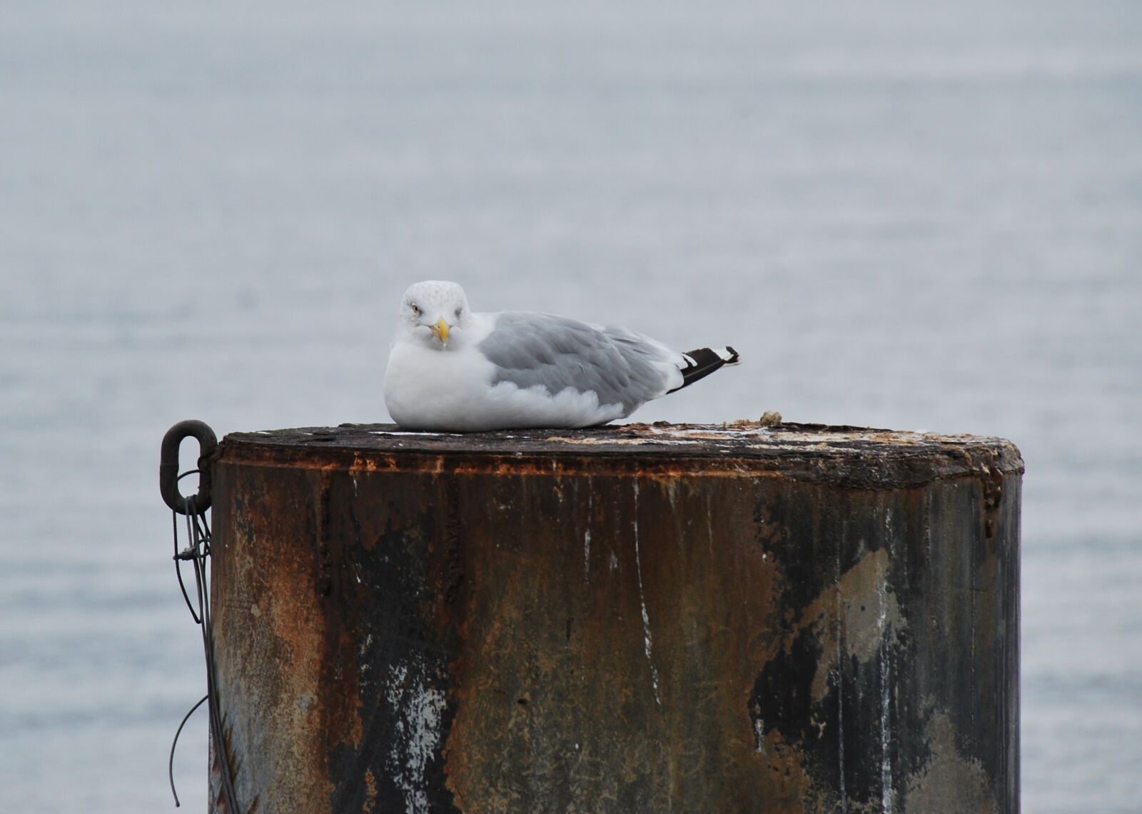 Nikon D60 sample photo. Animal, bird, seevogel photography