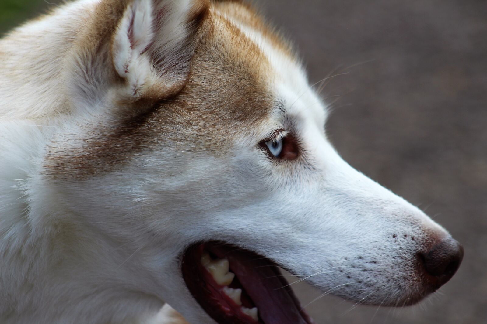 Canon EF75-300mm f/4-5.6 sample photo. Dog, canine, mammal photography