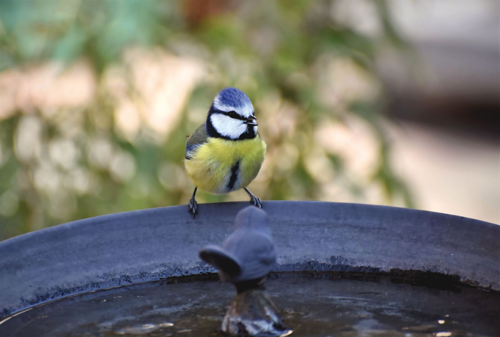 Nikon D7200 sample photo. Blue tit, tit, songbird photography