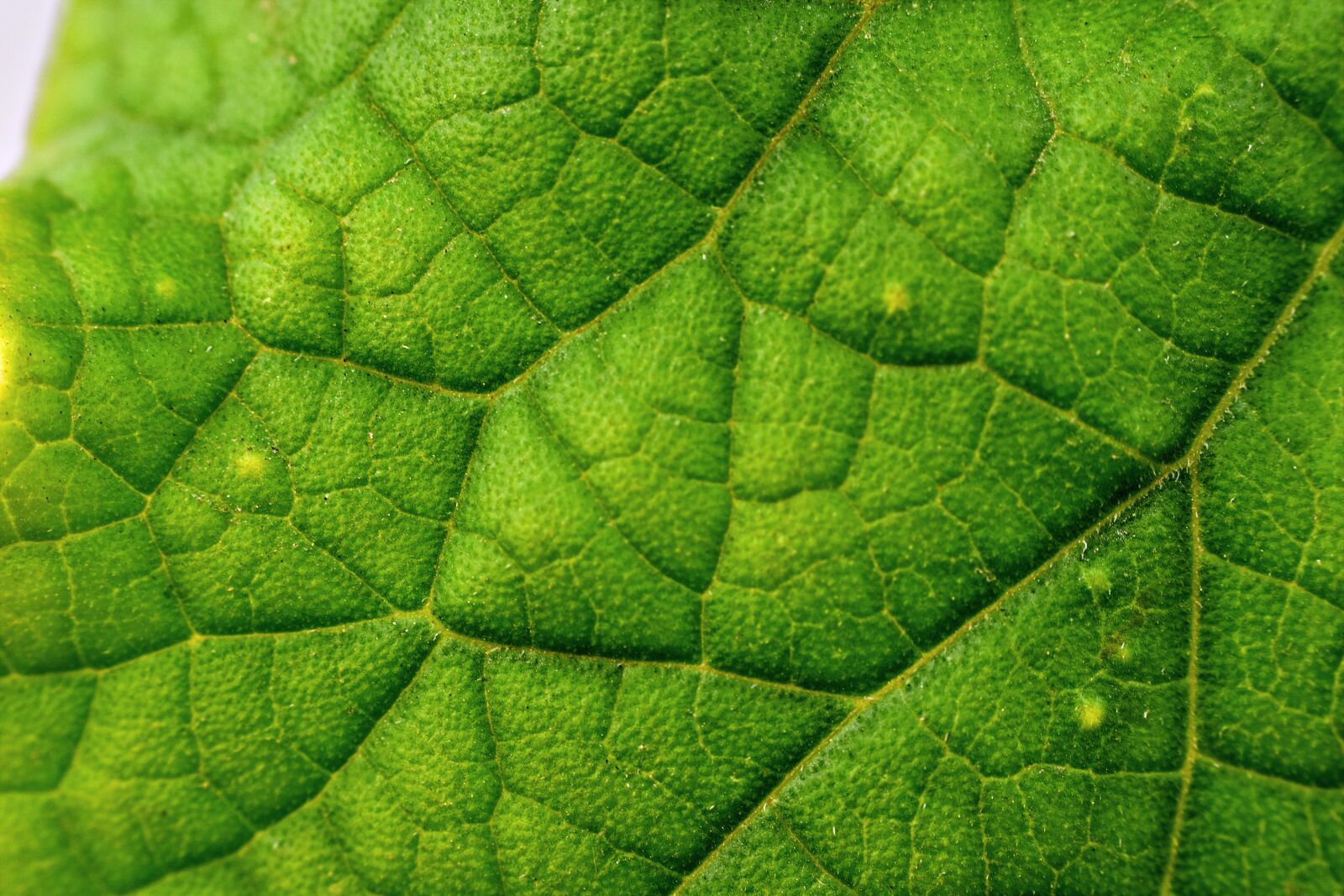 Nikon D5600 sample photo. Venation, leaf veins, nature photography