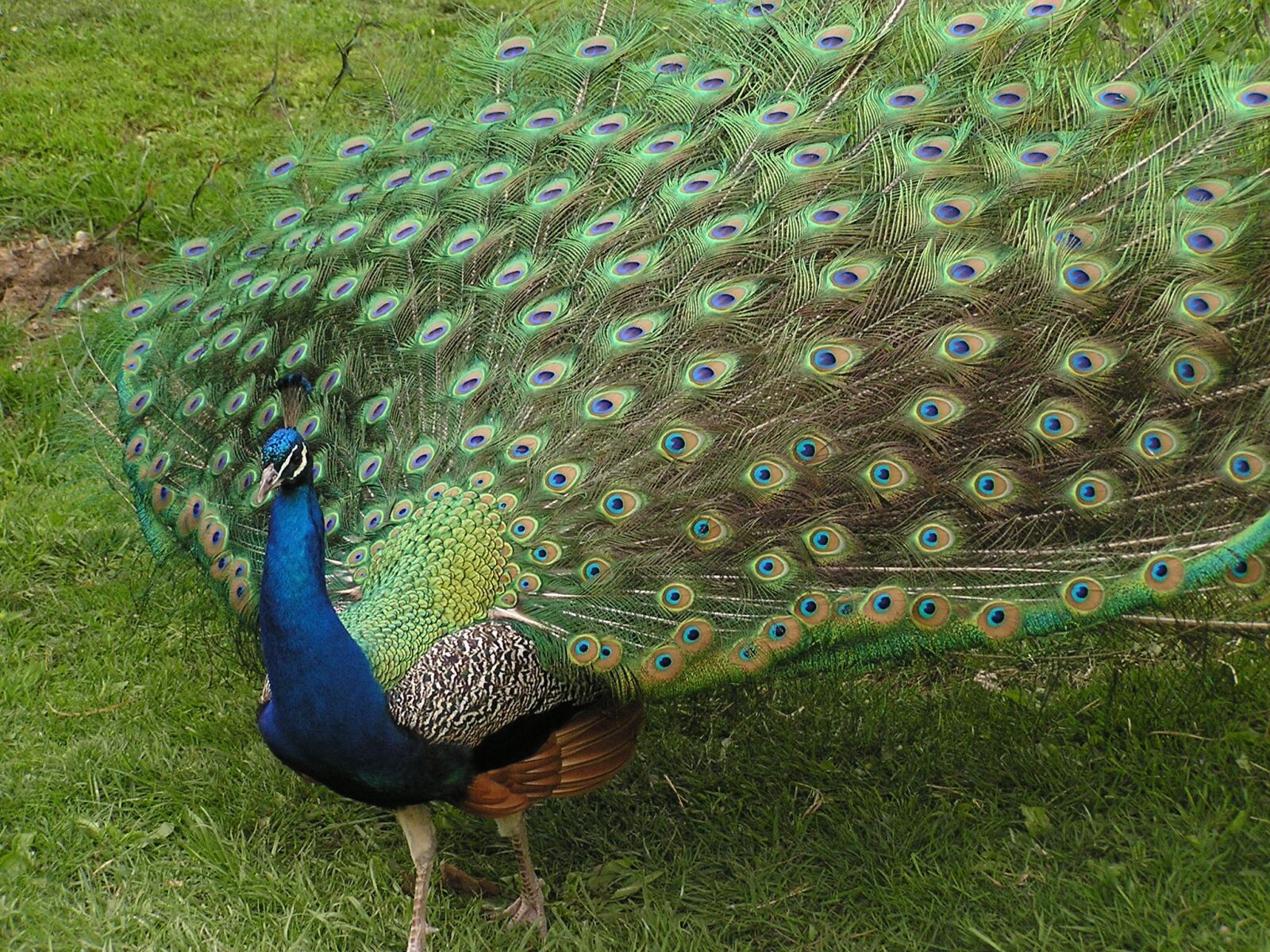 Olympus C740UZ sample photo. Peacock, bird, animal photography