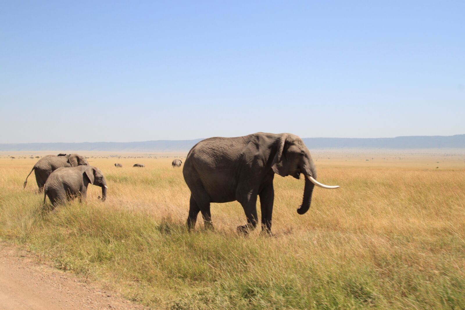 Canon EOS 500D (EOS Rebel T1i / EOS Kiss X3) sample photo. Elephant, africa, safari photography