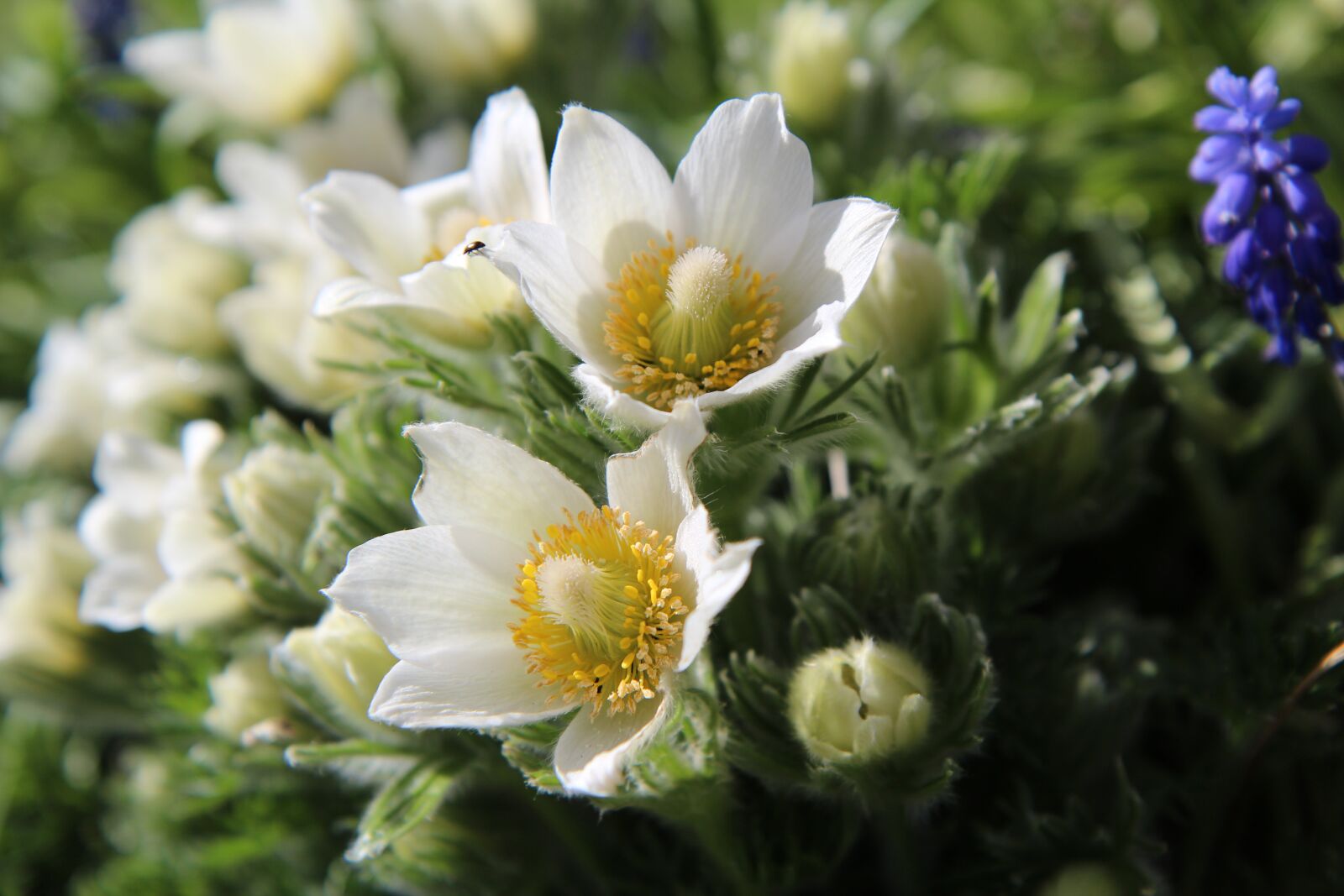 Canon EOS 600D (Rebel EOS T3i / EOS Kiss X5) sample photo. Flowering, white flower, white photography
