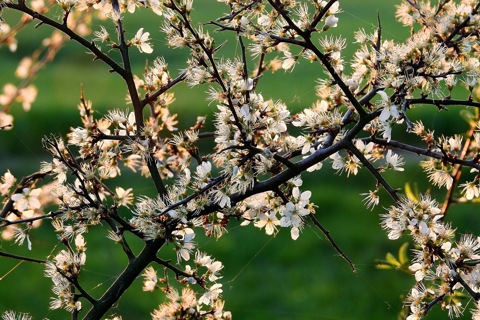 Nikon Coolpix P900 sample photo. Flourishing, tree, beauty photography