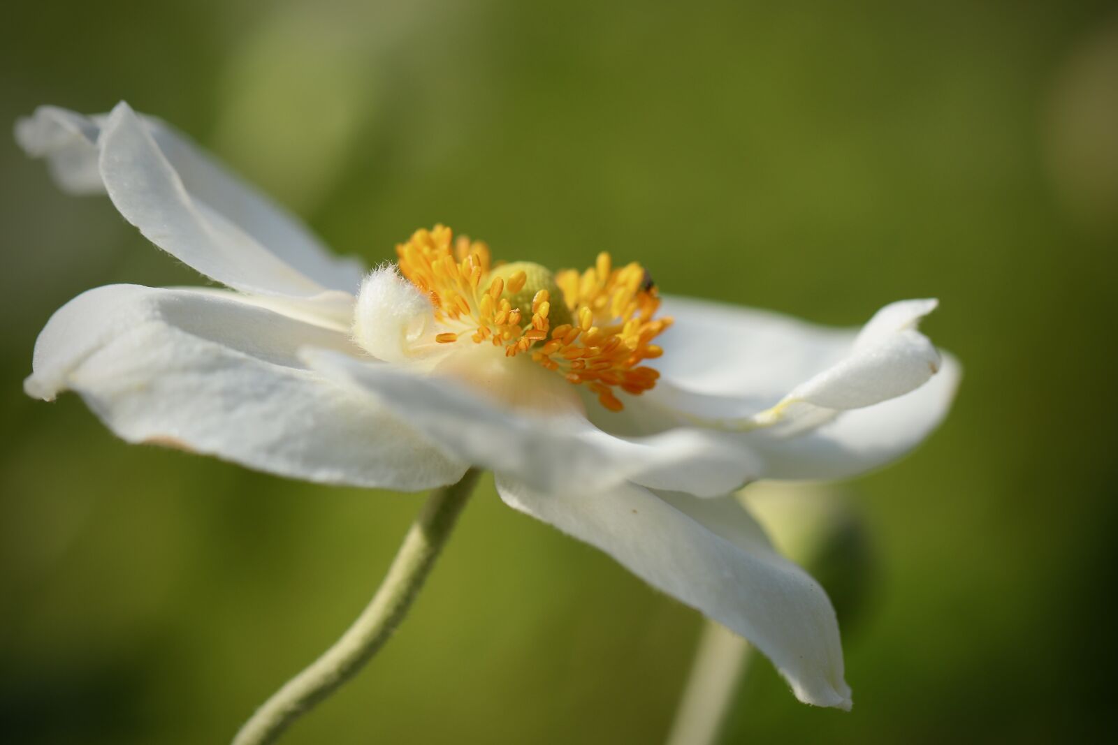 Canon EOS 800D (EOS Rebel T7i / EOS Kiss X9i) sample photo. Anemone, fall anemone, white photography