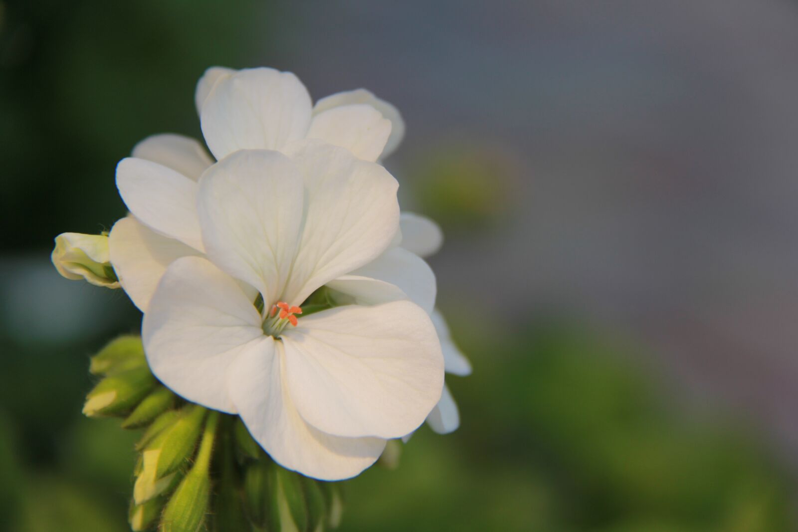 Canon EF-S 18-200mm F3.5-5.6 IS sample photo. Flower, nature, plant photography